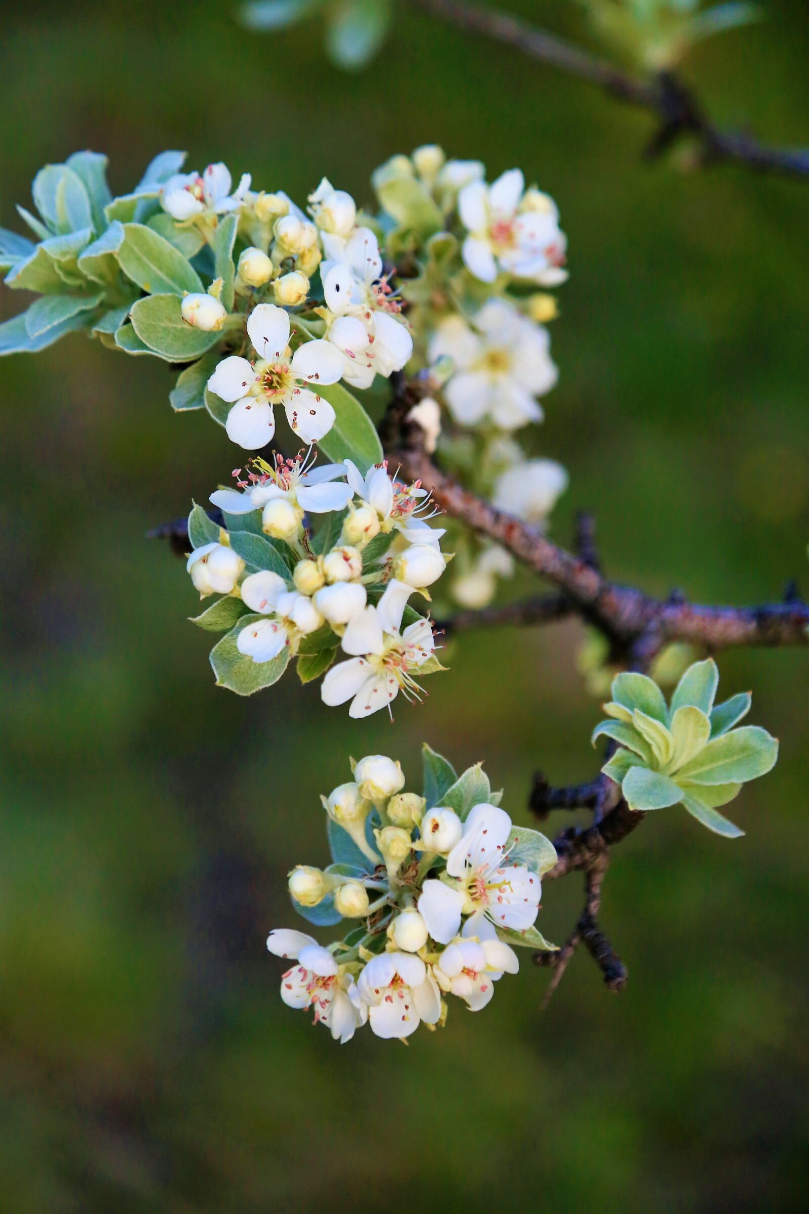 Canon EOS 5D Mark III sample photo. Flower, bud, blooming photography