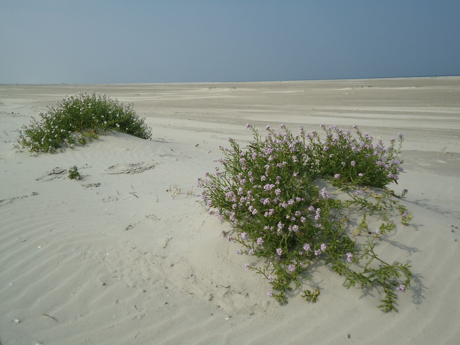 Sony Cyber-shot DSC-W320 sample photo. Ameland, sun, sea photography