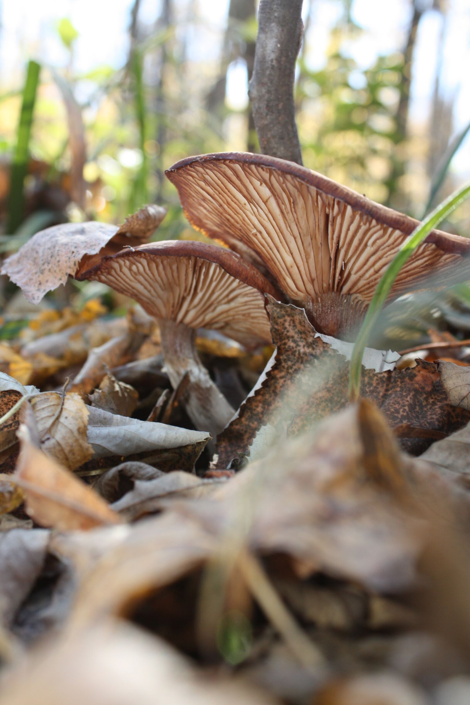 Canon EOS 450D (EOS Rebel XSi / EOS Kiss X2) sample photo. Mushrooms, autumn, nature photography