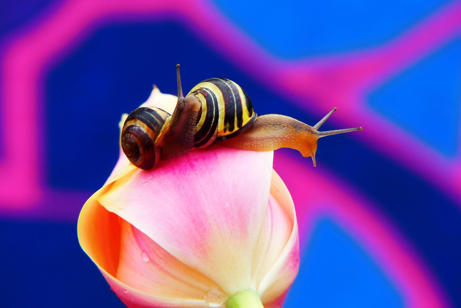 Panasonic Lumix DMC-FZ200 sample photo. Wst yki gajowe, molluscs photography