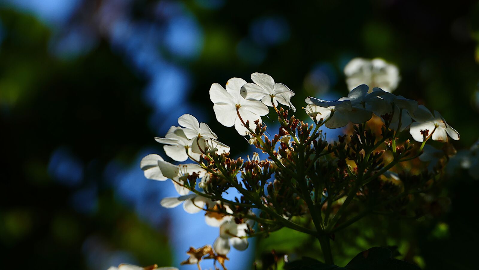 Panasonic Lumix DMC-FZ1000 sample photo. Flower, flowers, white photography
