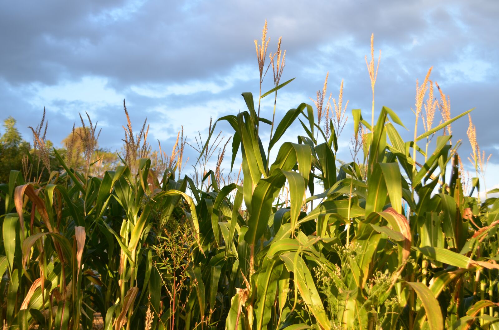 Nikon D5100 sample photo. Corn, sky, planting photography