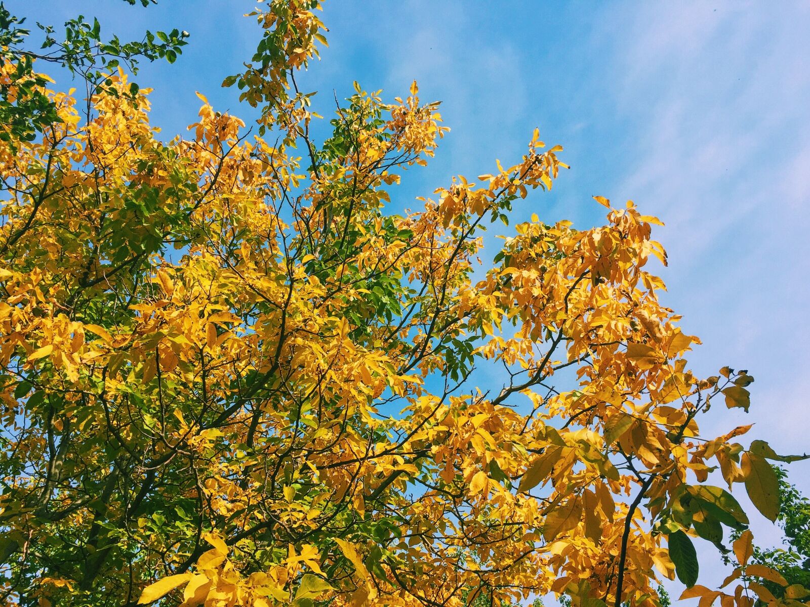 Apple iPhone 6 sample photo. Autumn, trees, leaves photography