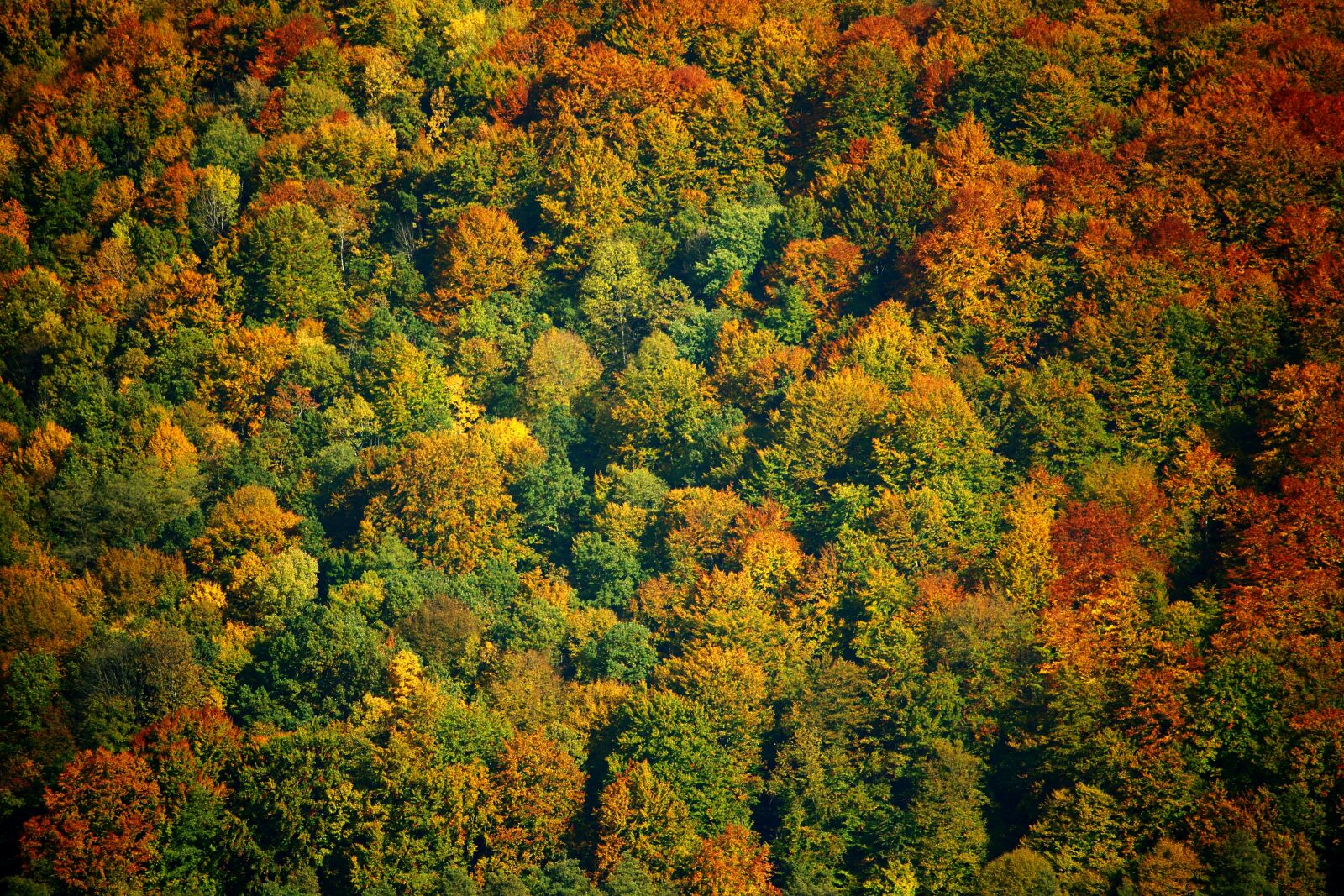 Canon EOS 100D (EOS Rebel SL1 / EOS Kiss X7) sample photo. Autumn forest, colored leaves photography