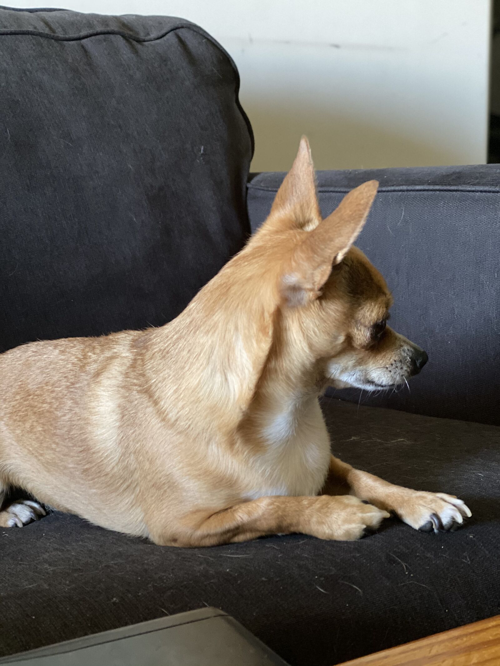 Apple iPhone 11 Pro sample photo. Dog, pup, animal photography
