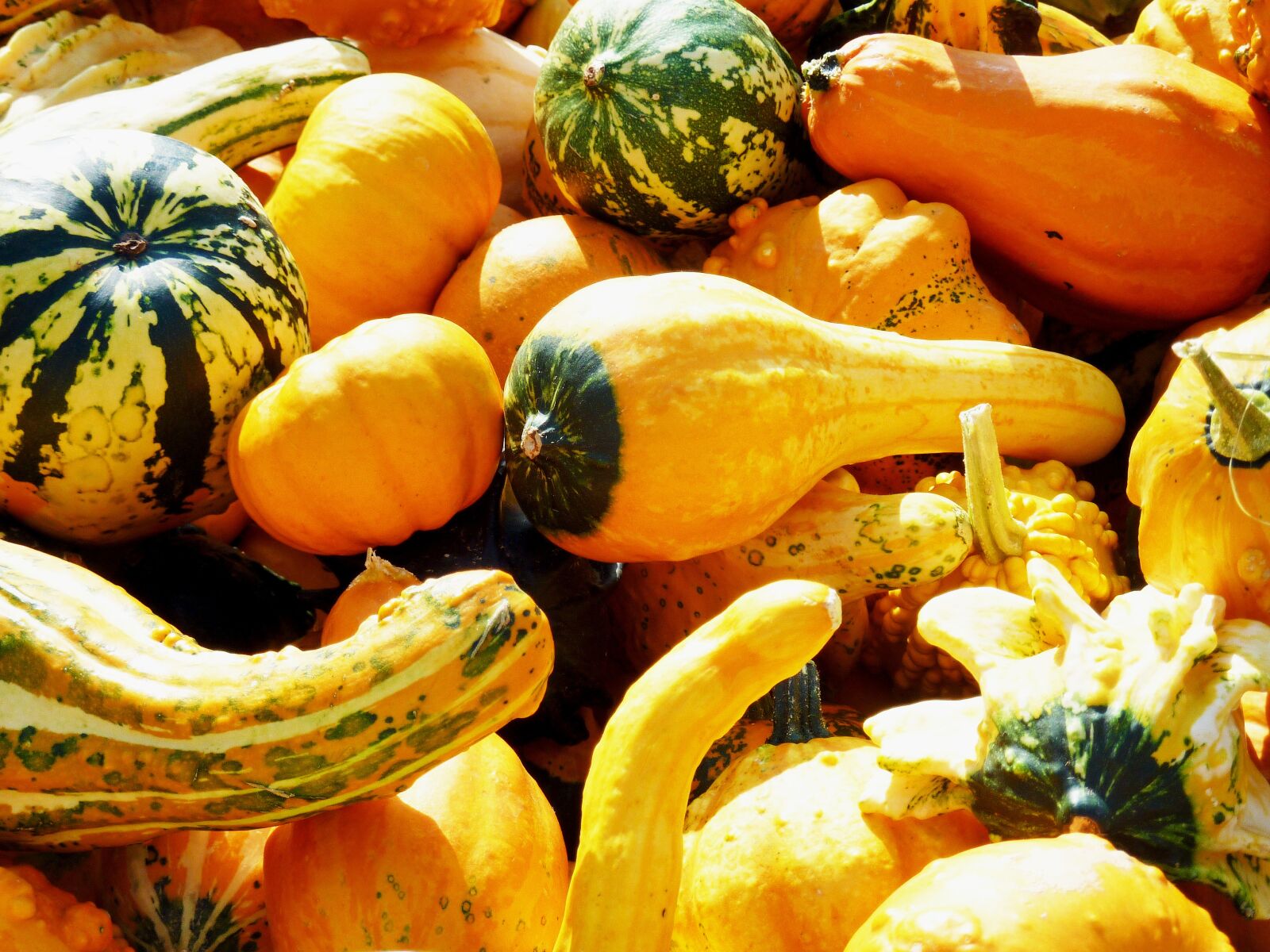 Panasonic DMC-TZ7 sample photo. Thanksgiving, halloween, pumpkin photography