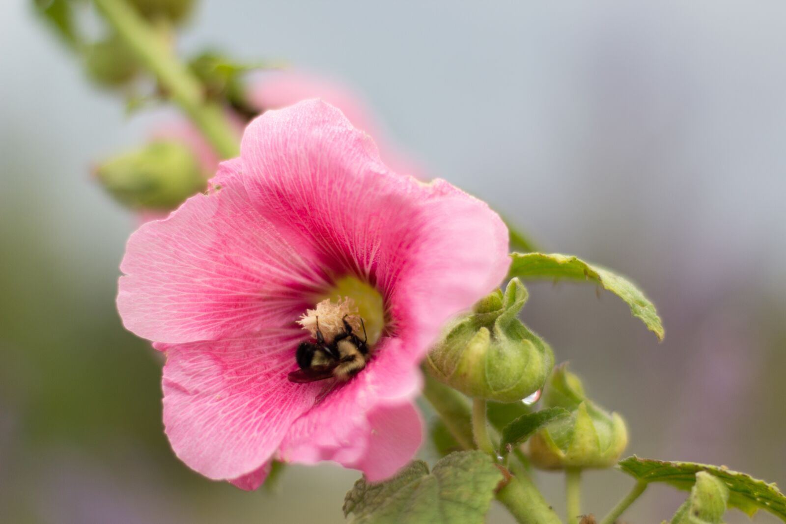 Canon EOS 60D sample photo. Flower, bee, bumblebee photography