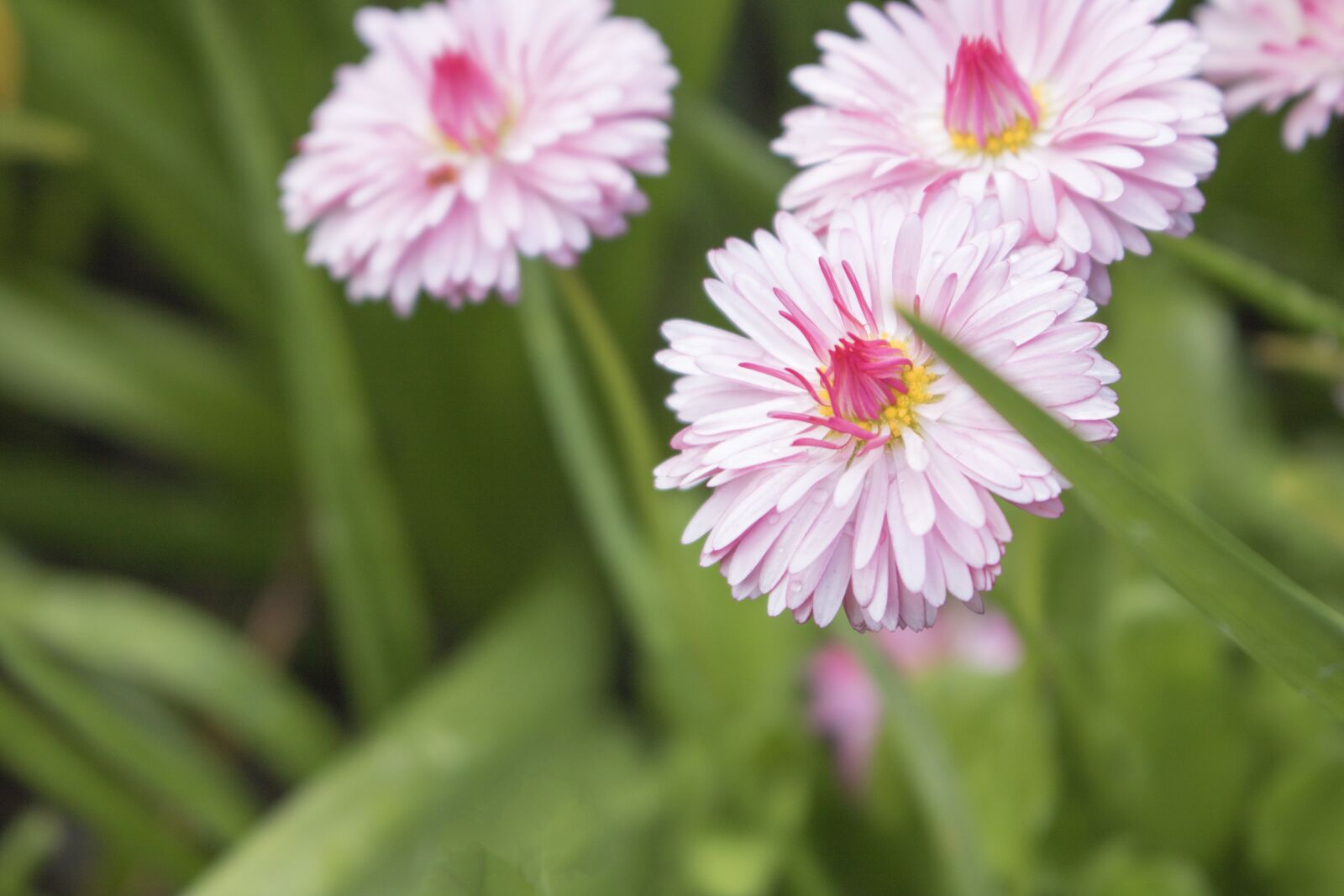 Canon EOS 750D (EOS Rebel T6i / EOS Kiss X8i) sample photo. Pink, floral, garden photography