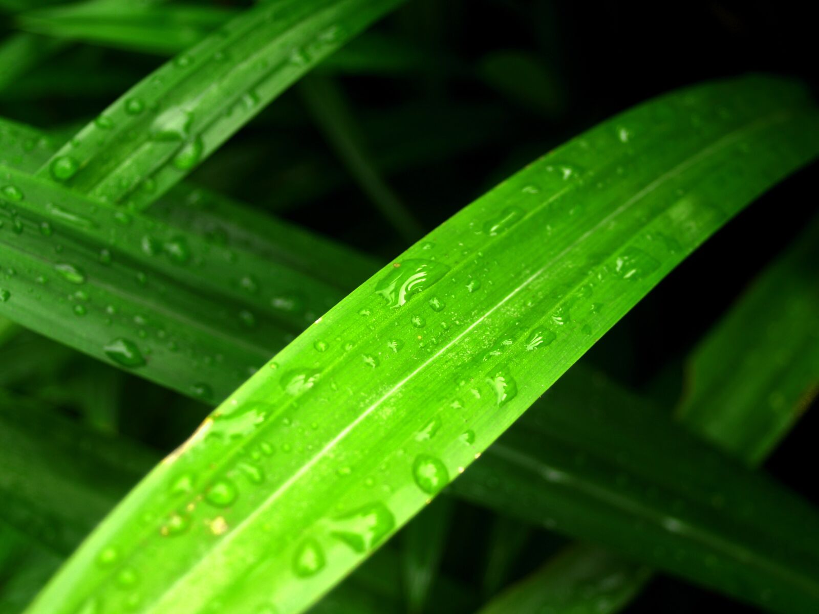 Olympus E-300 (EVOLT E-300) sample photo. Water, drops, leaf photography