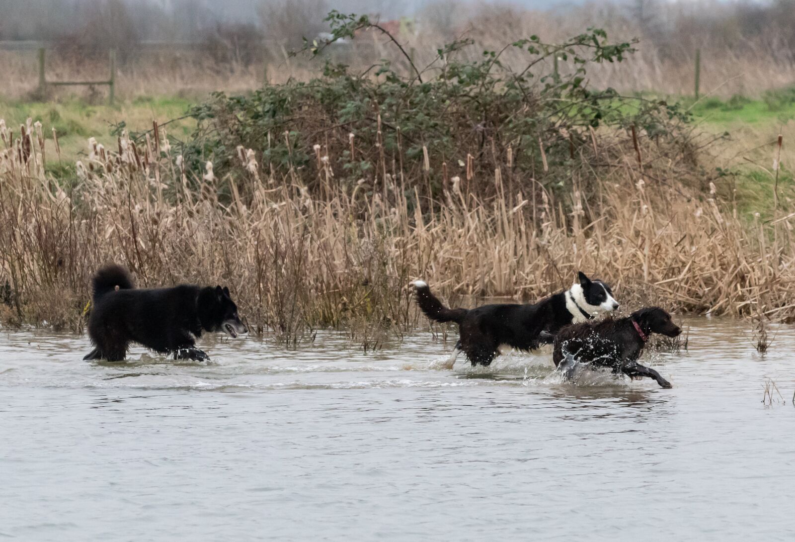 Canon EOS 7D Mark II sample photo. Dogs in water, playing photography