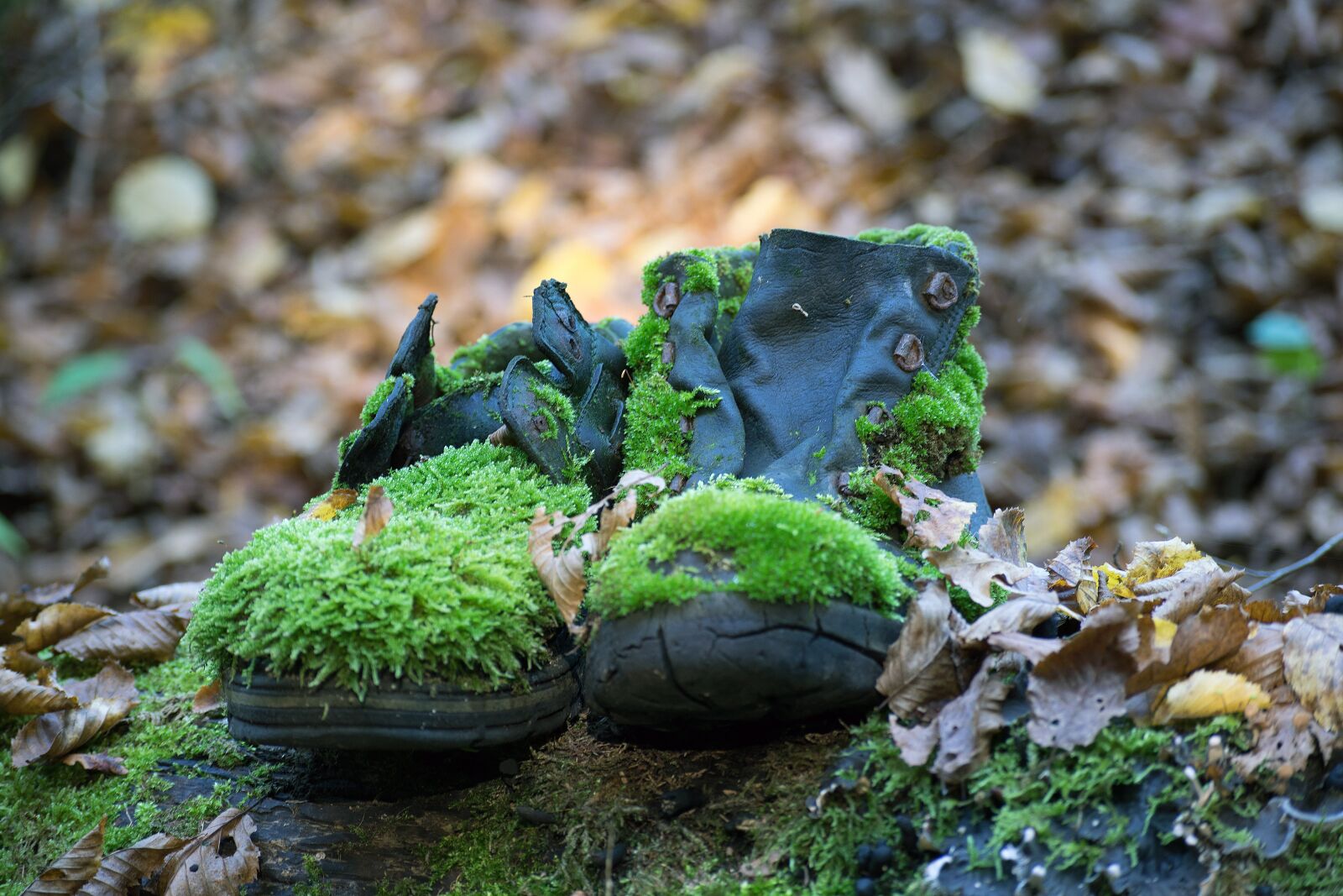 Nikon D3300 sample photo. Shoes, moss, forest photography