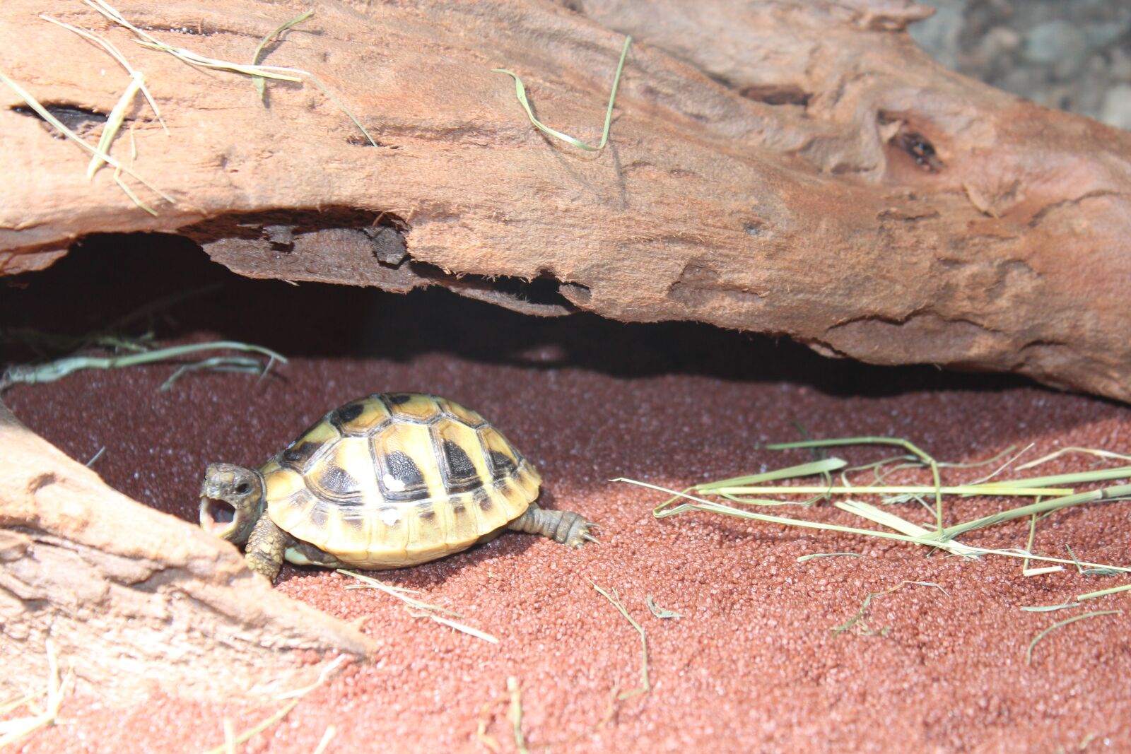 Canon EOS 600D (Rebel EOS T3i / EOS Kiss X5) sample photo. Turtle, animal, zoo photography
