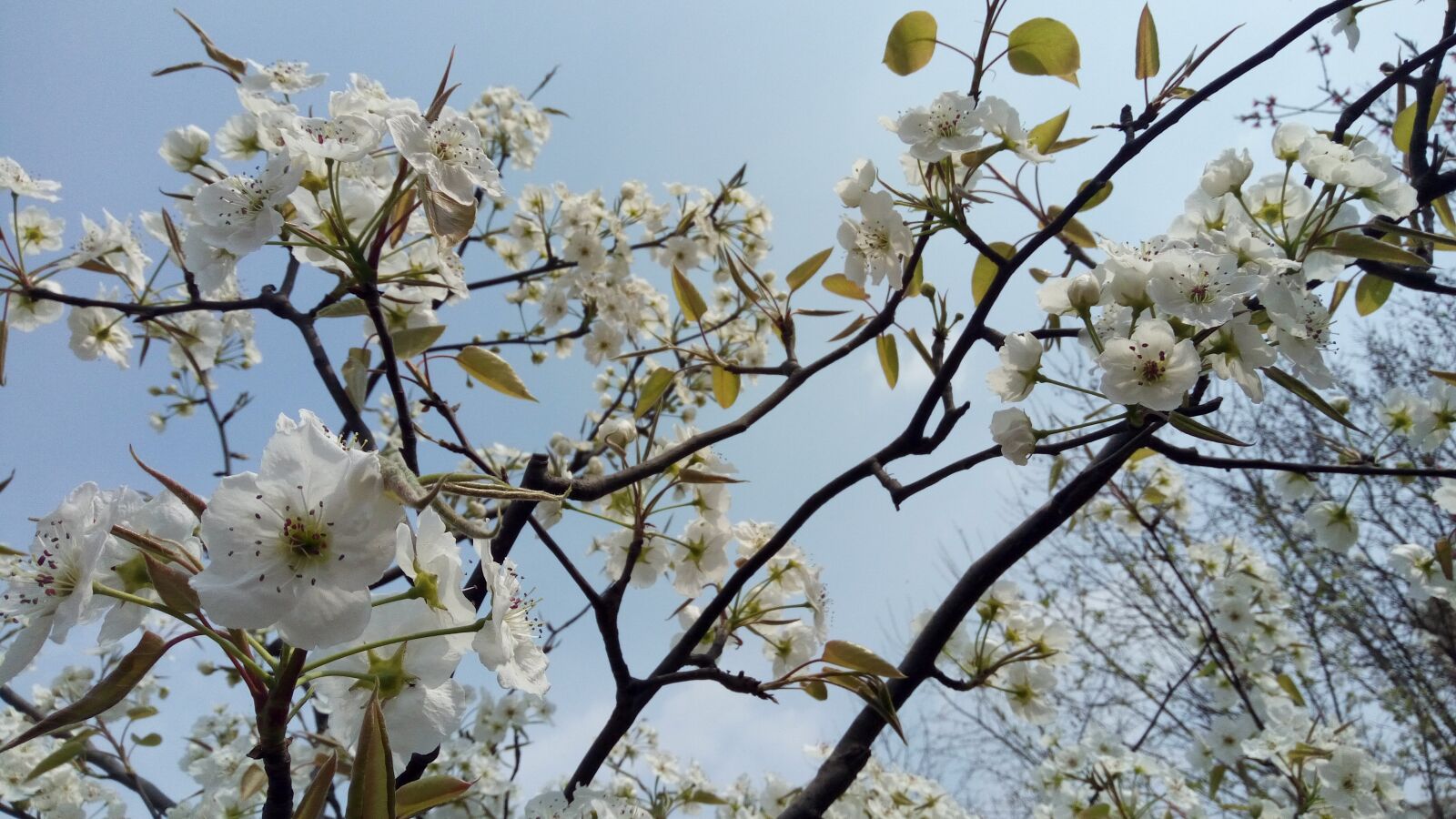 OPPO R7 sample photo. Spring, plant, flower photography