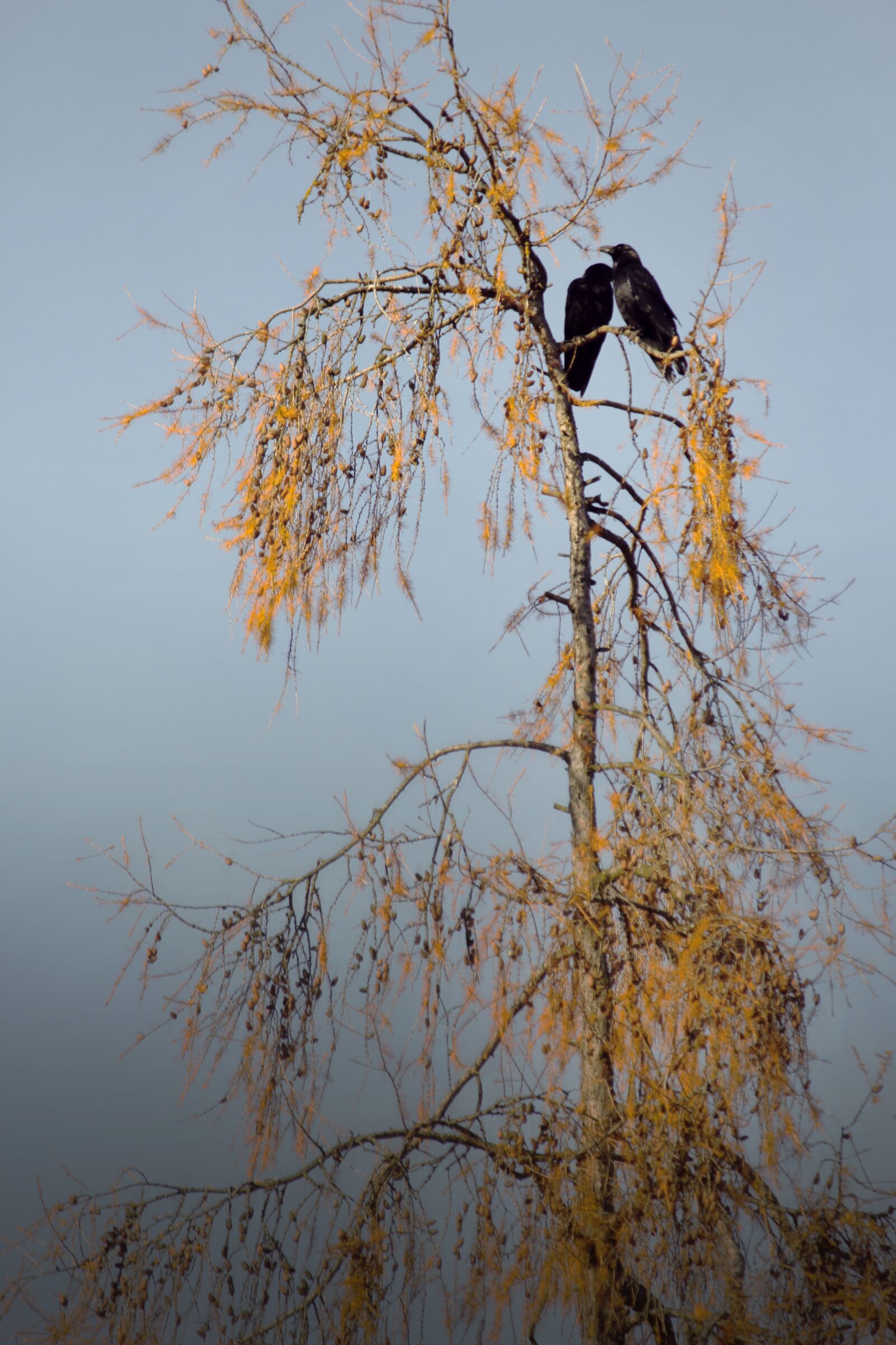 Canon EOS 60D sample photo. Birds, ravens, crows photography