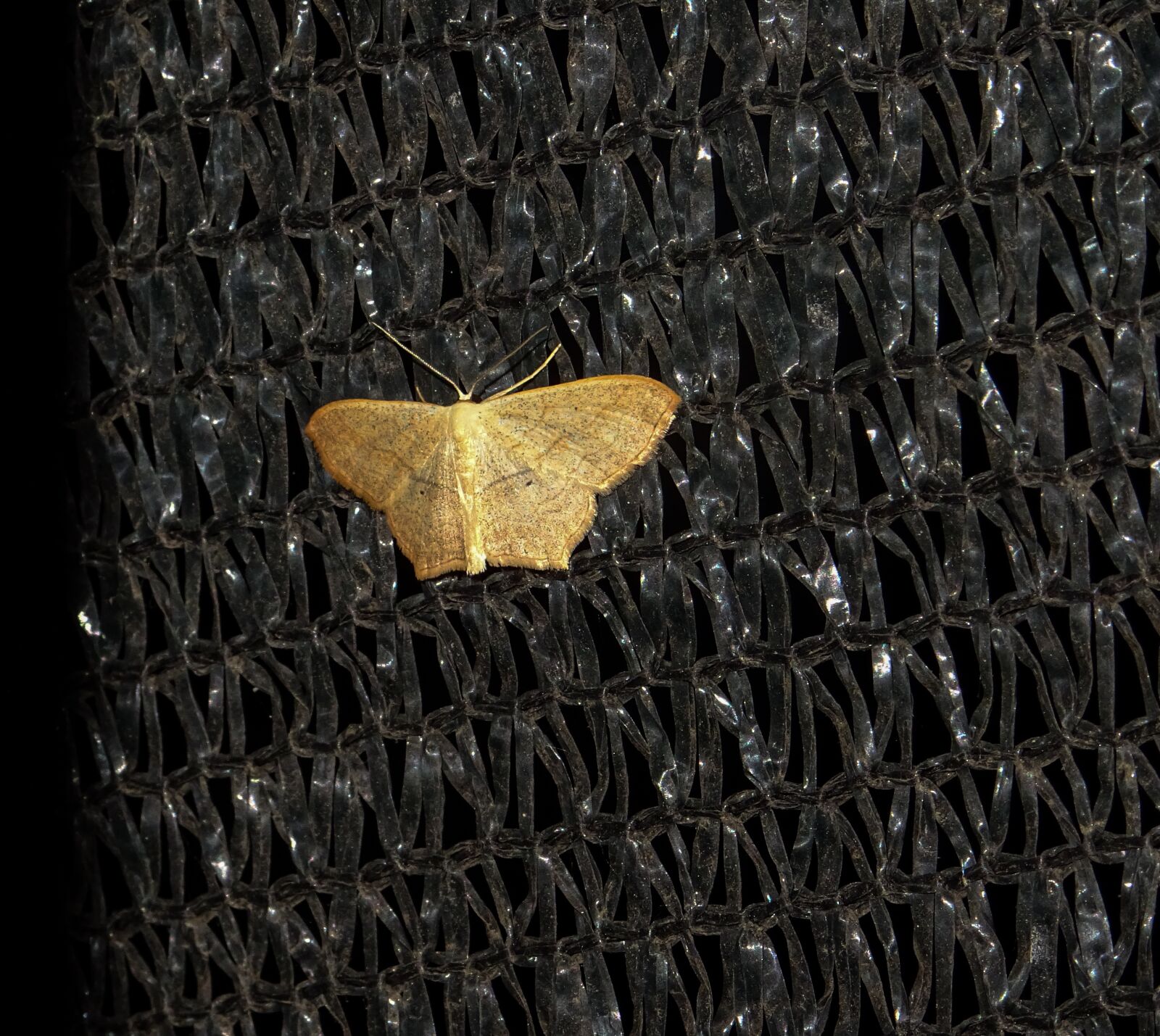 Sony DSC-HX60 sample photo. Moth, flash, night photography