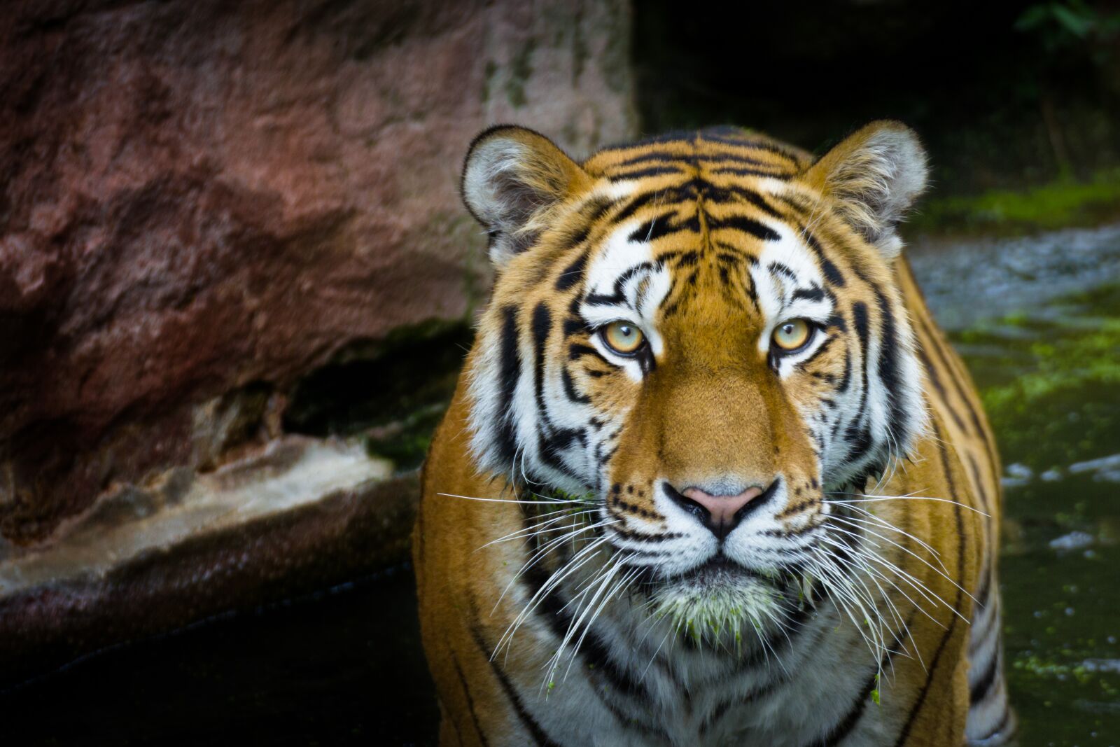 Canon EOS 550D (EOS Rebel T2i / EOS Kiss X4) sample photo. Tiger, wild, predator photography