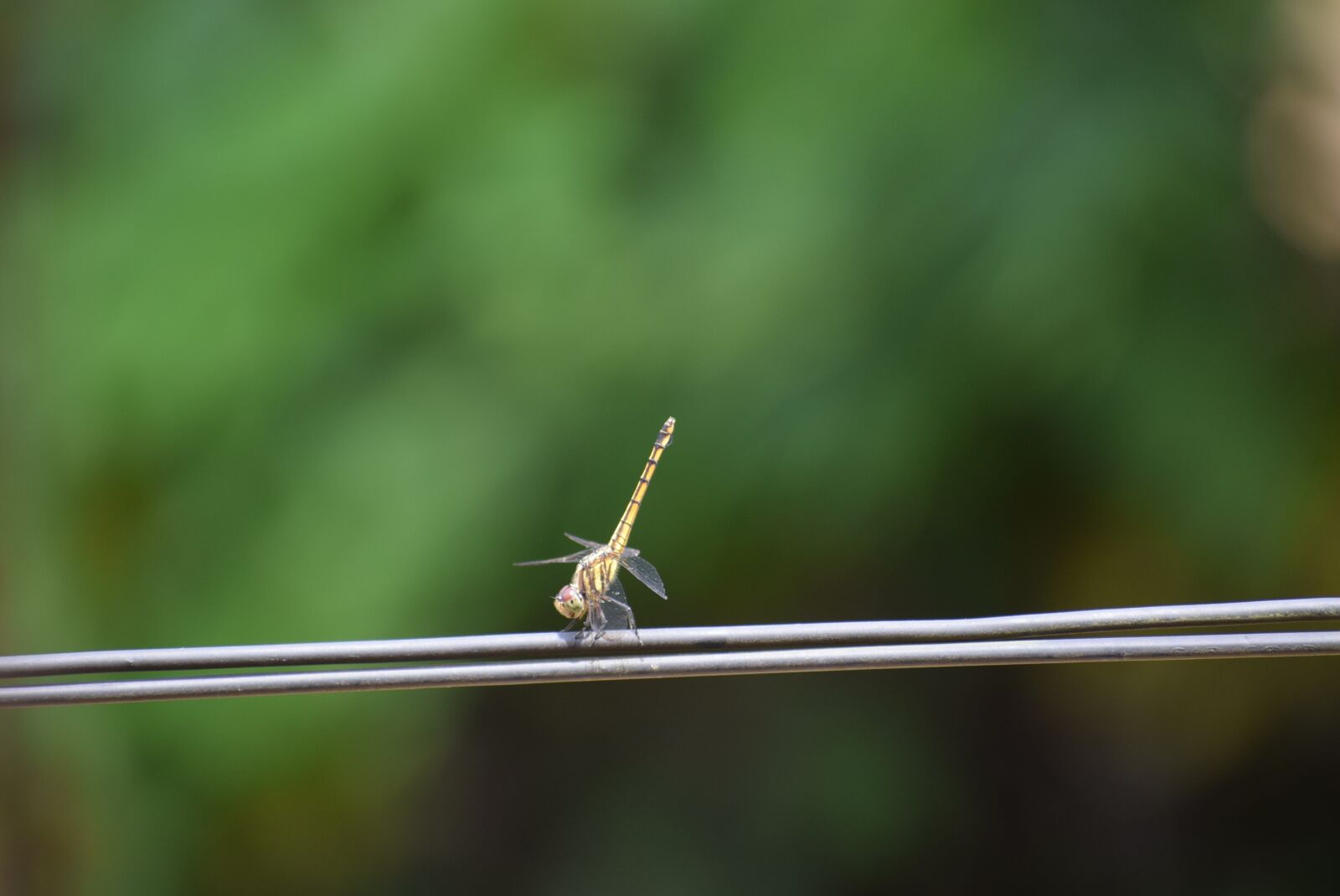 Nikon D5300 sample photo. Dragonfly, nature, fauna photography