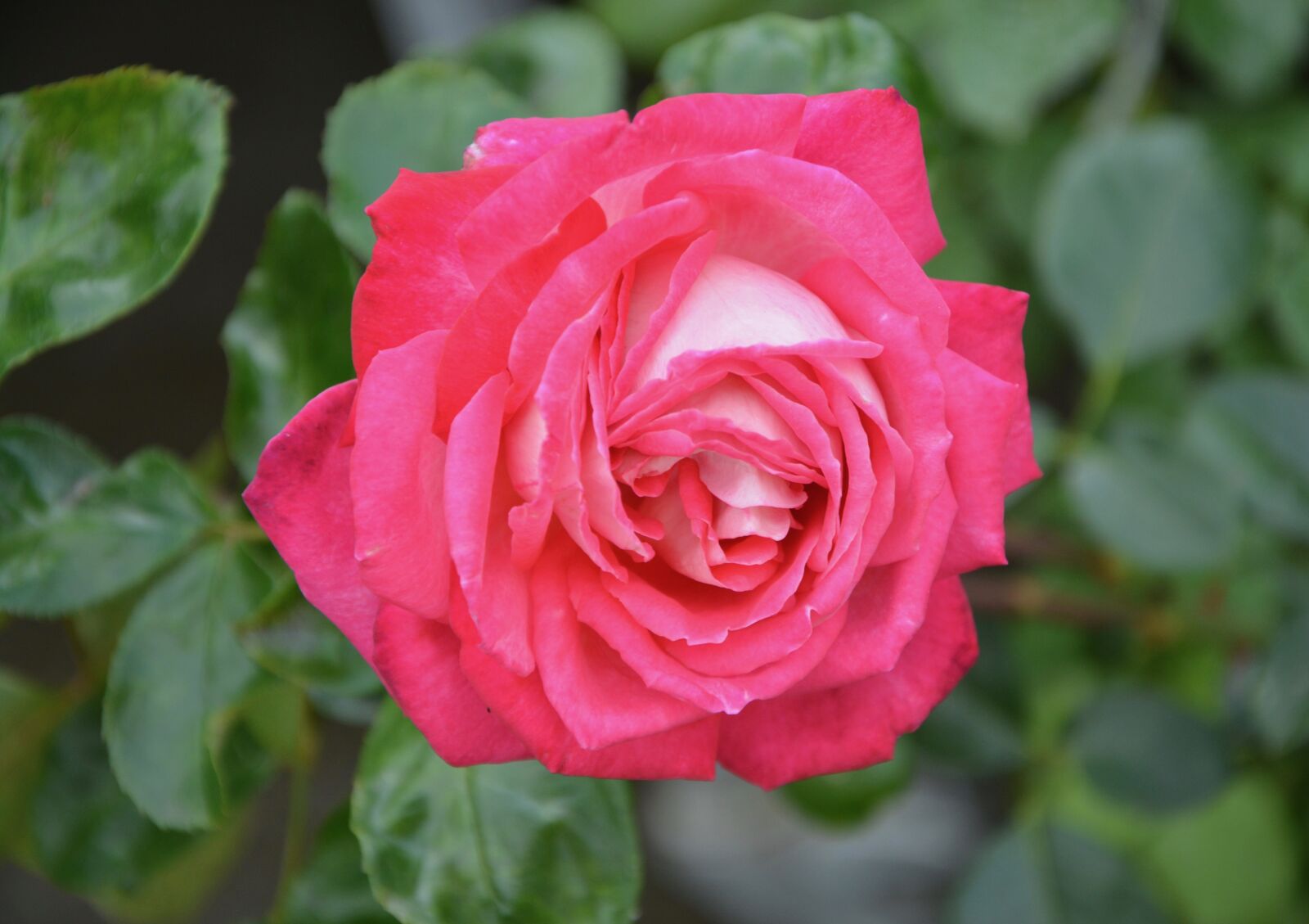 Nikon D5200 sample photo. Pink, rosebush, flowers photography