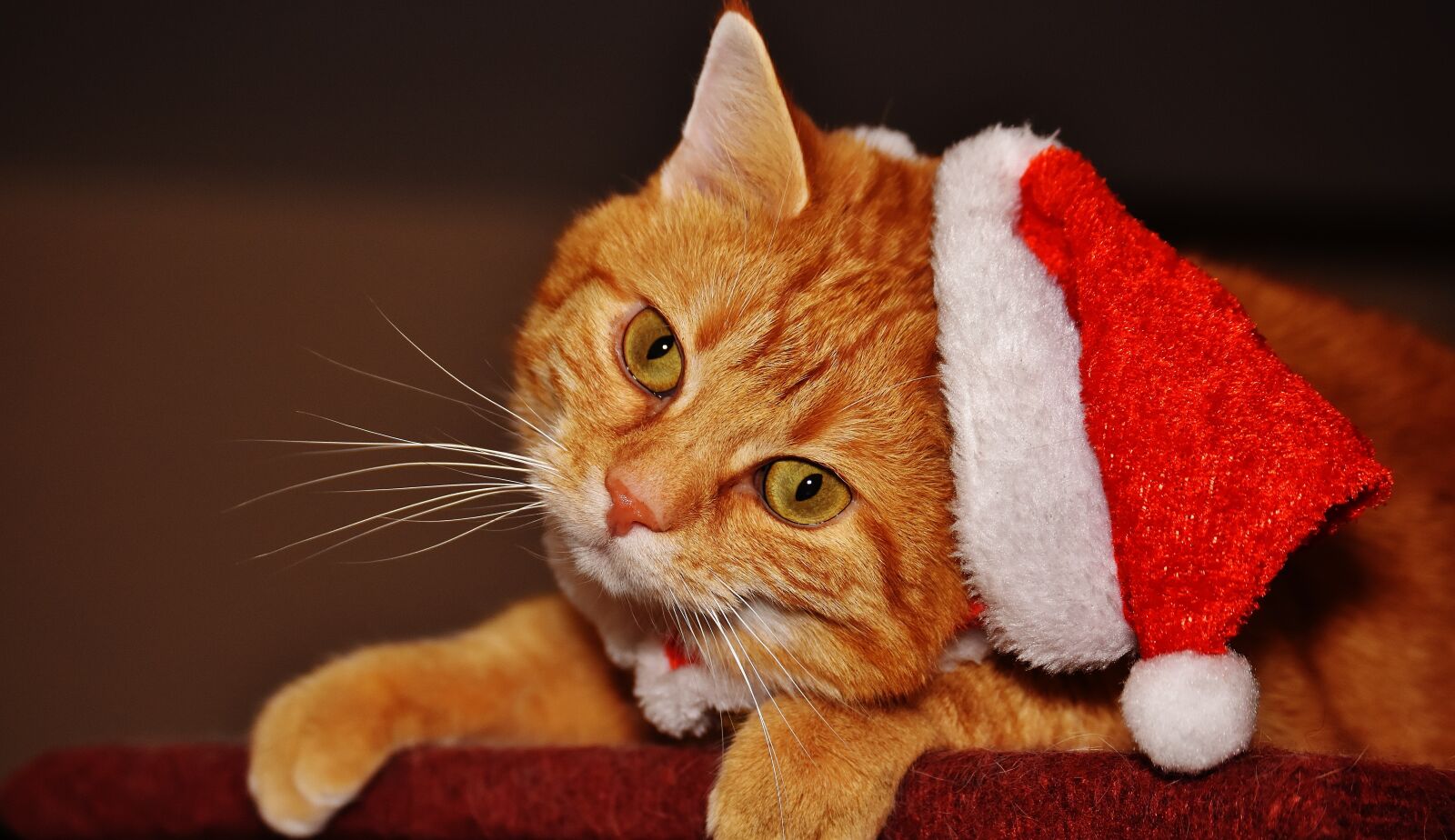 Nikon D7200 sample photo. Cat, red, santa hat photography