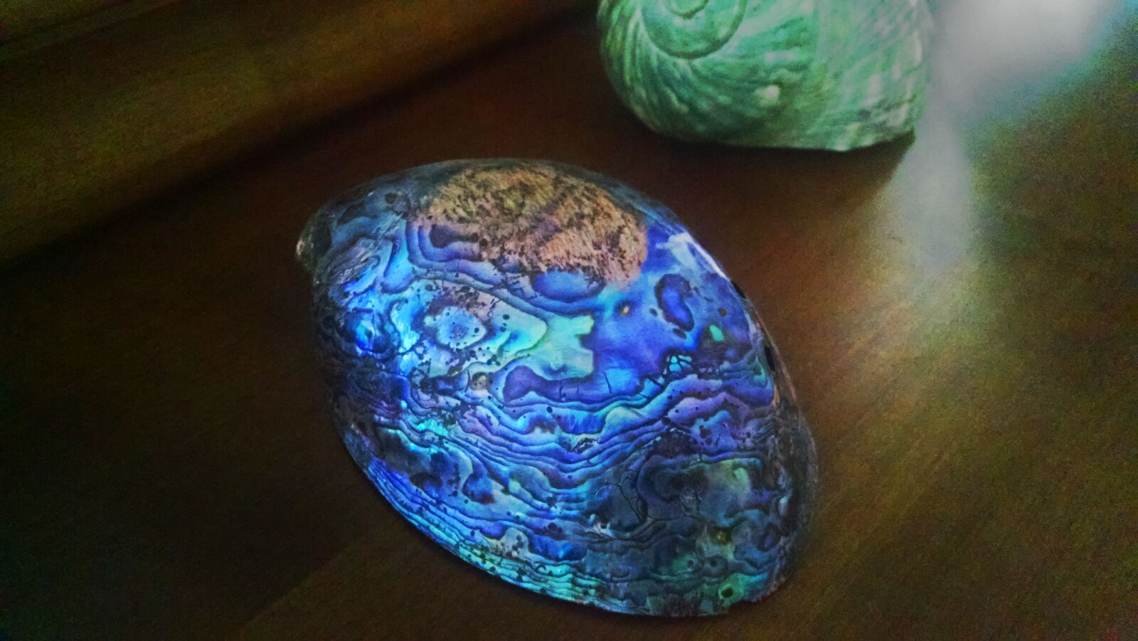 Motorola Moto X (1st Gen) sample photo. Blue, green, reflective, shell photography