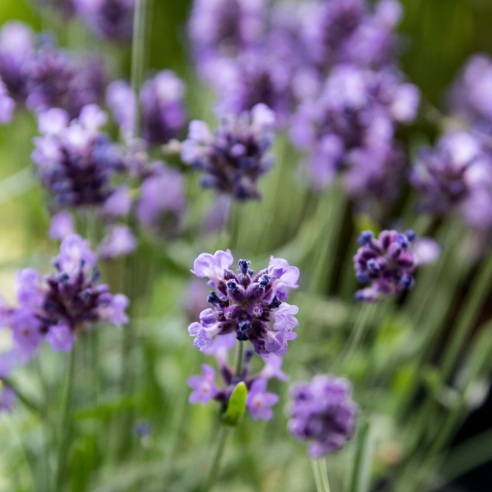 Canon EOS 80D sample photo. Lavender, plant, nature photography
