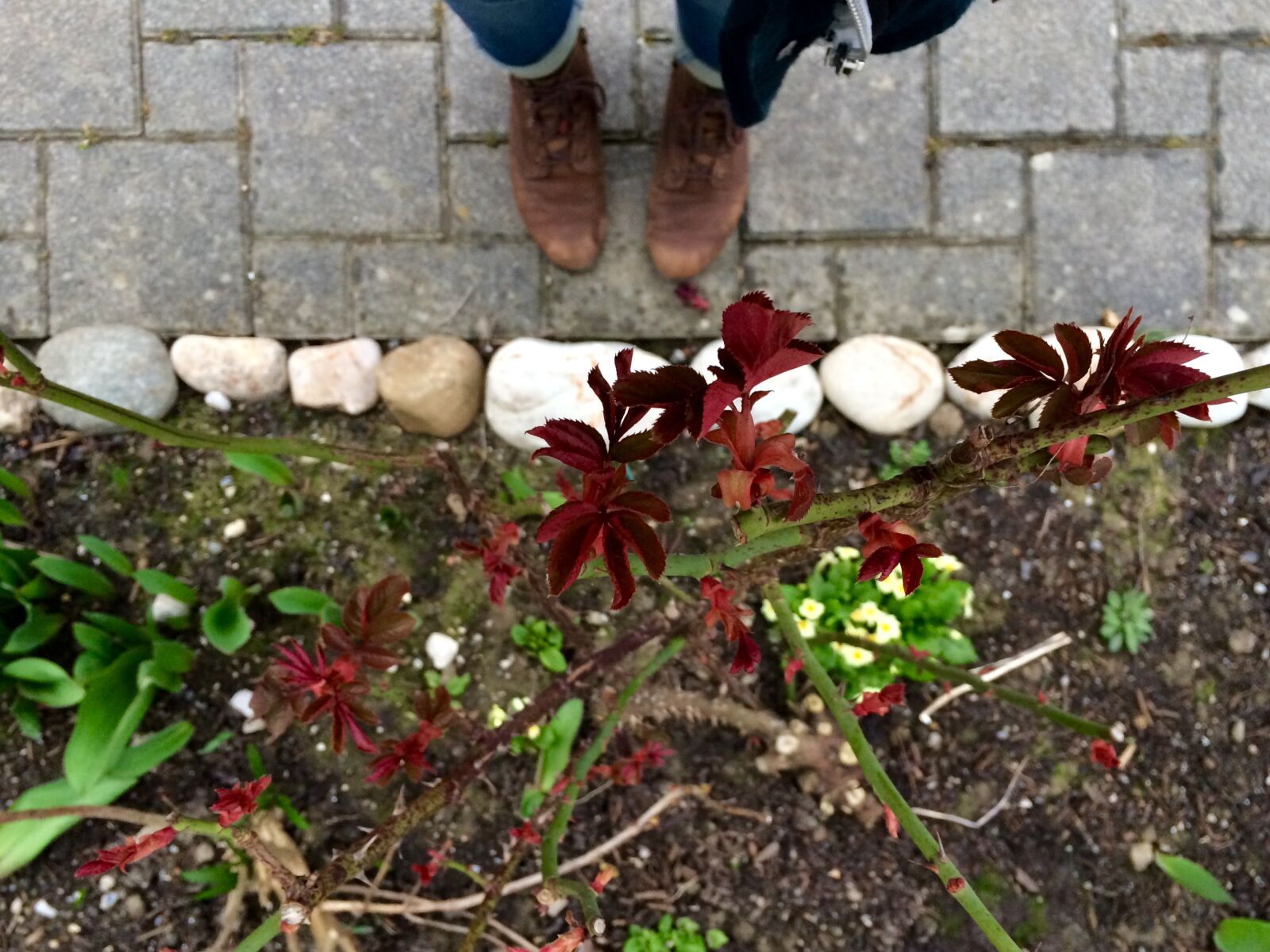iPhone 5s back camera 4.15mm f/2.2 sample photo. Flower, shoes, sring photography