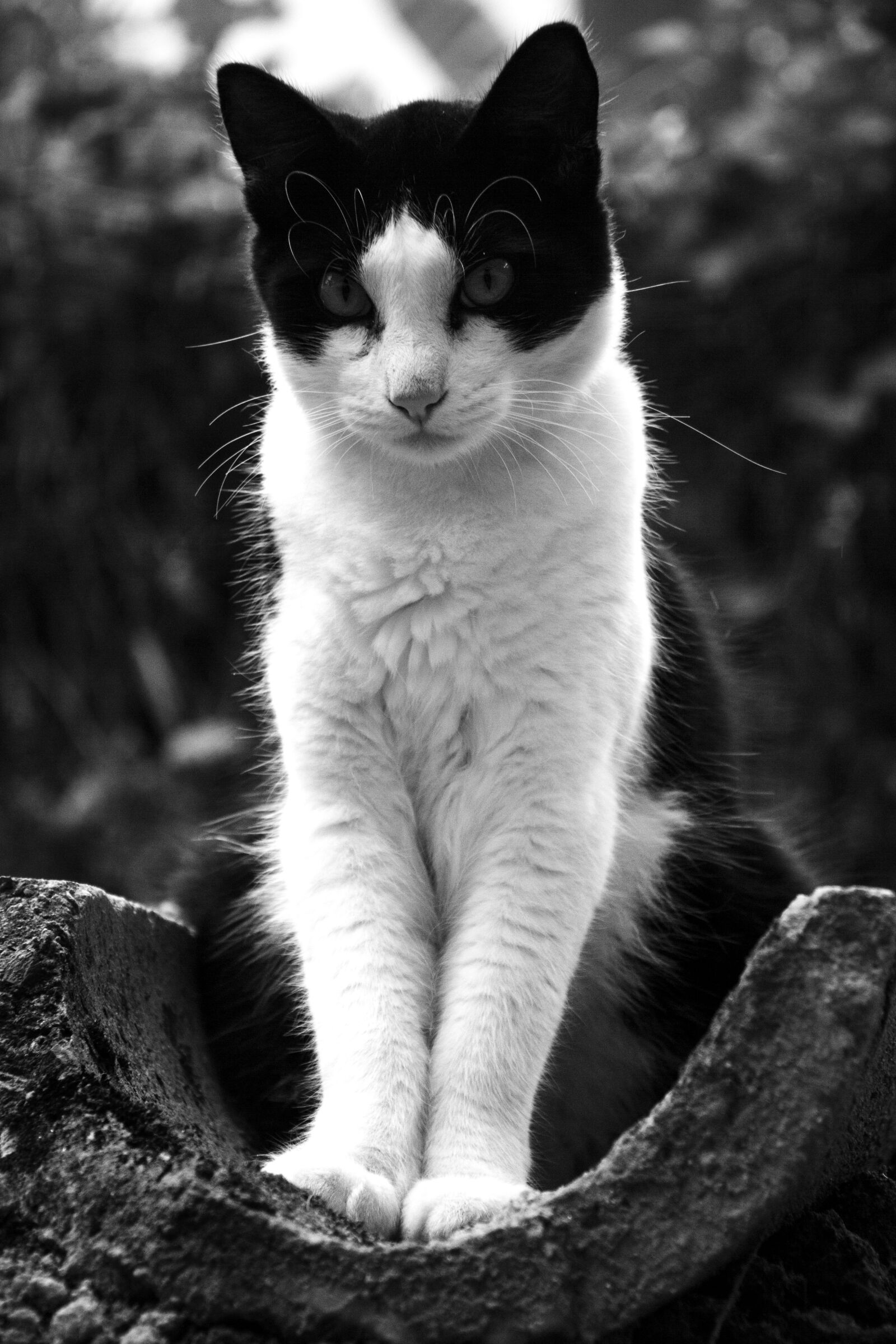 Canon EF-S 18-200mm F3.5-5.6 IS sample photo. Cat, pet, meaw photography