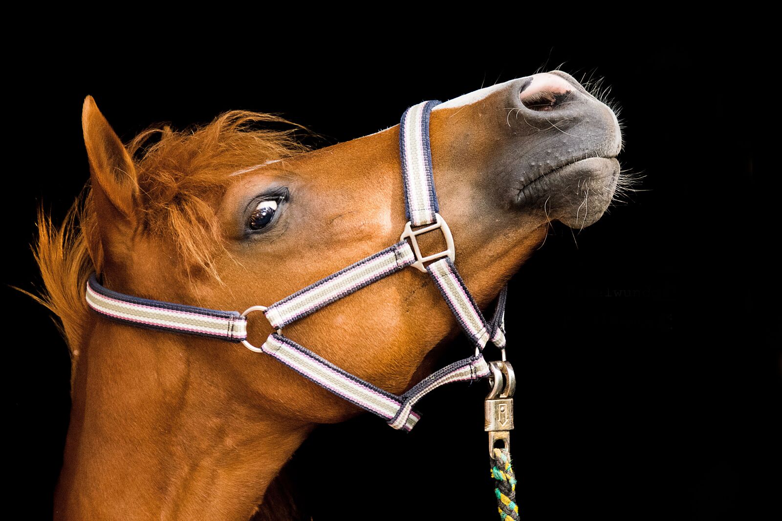 Nikon D3300 sample photo. Horse, animal, pony photography