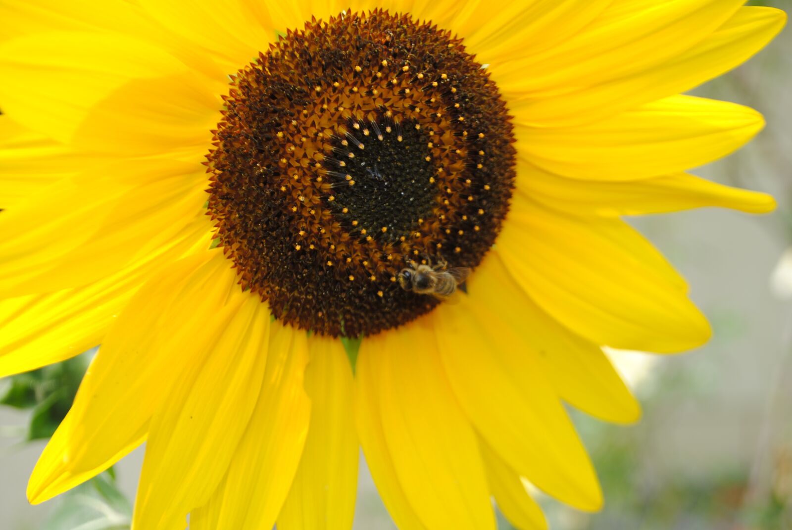 Nikon D3000 sample photo. Sunflower, bee, yellow photography