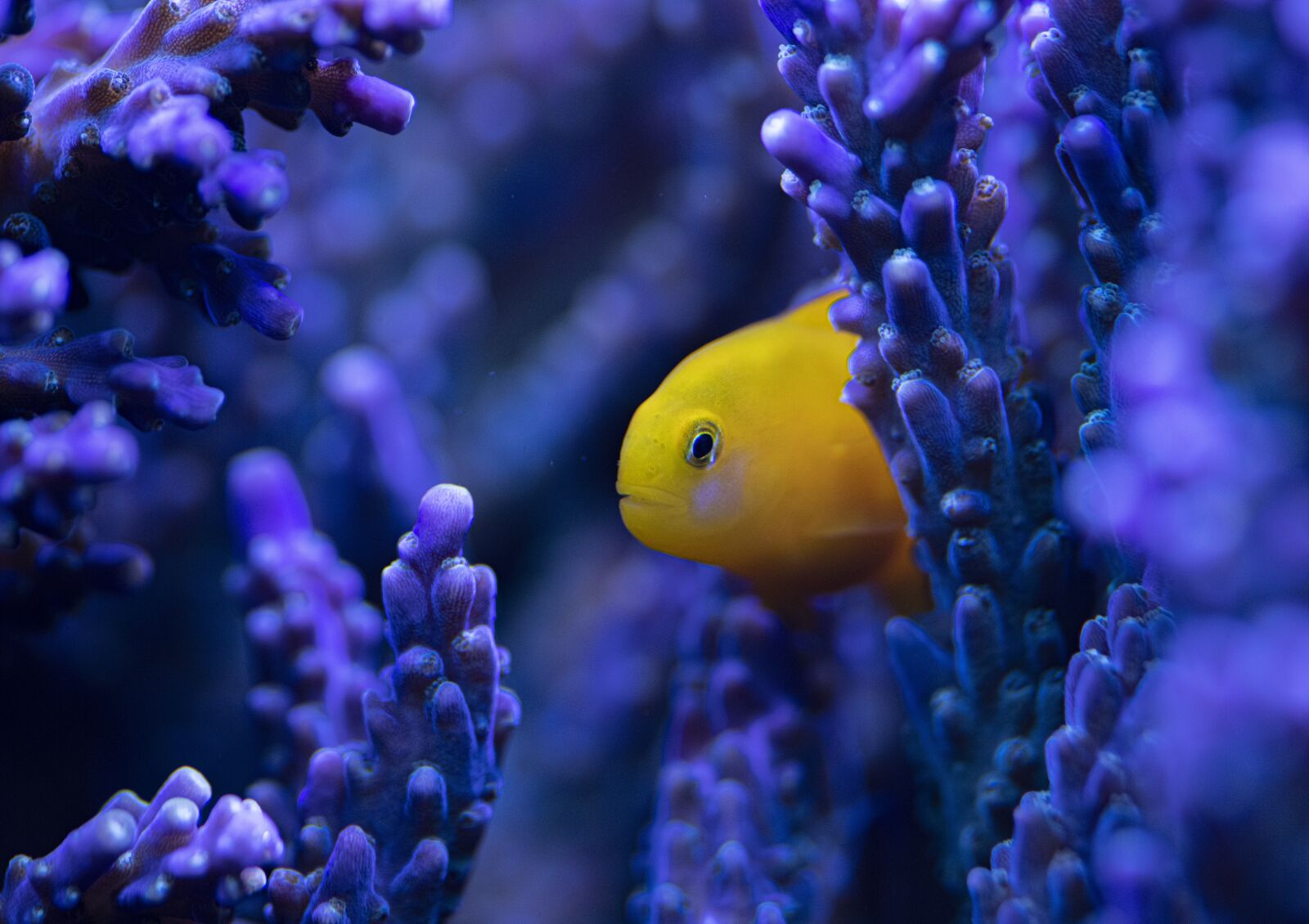 Nikon D850 sample photo. Fish, blue, underwater photography