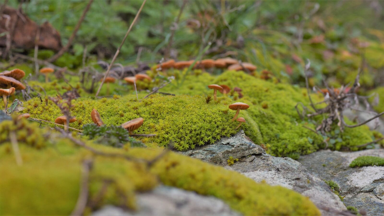 Nikon D750 sample photo. Mushrooms, plant, forest photography