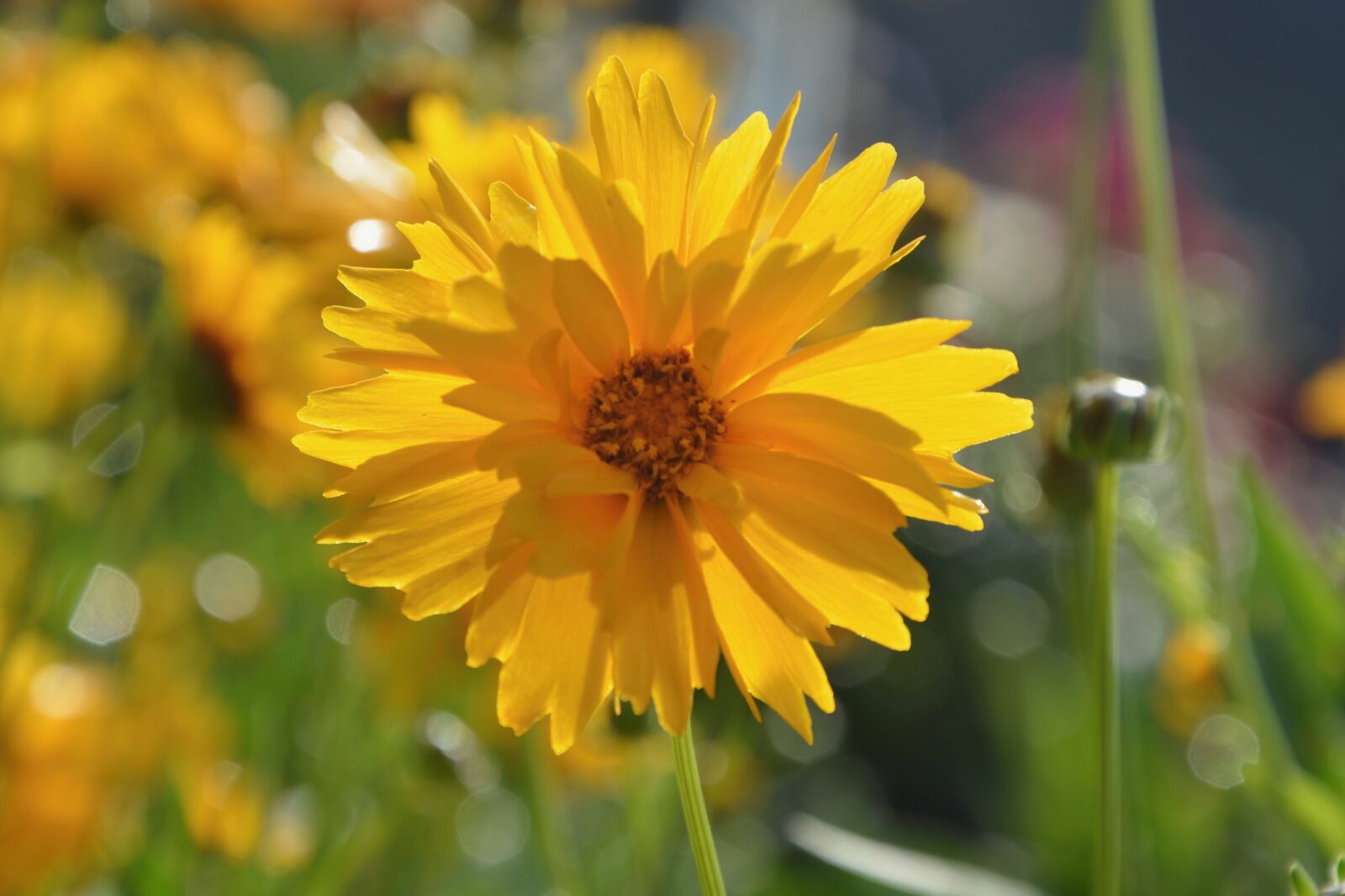 Nikon D5200 sample photo. Flower, yellow flower, nature photography