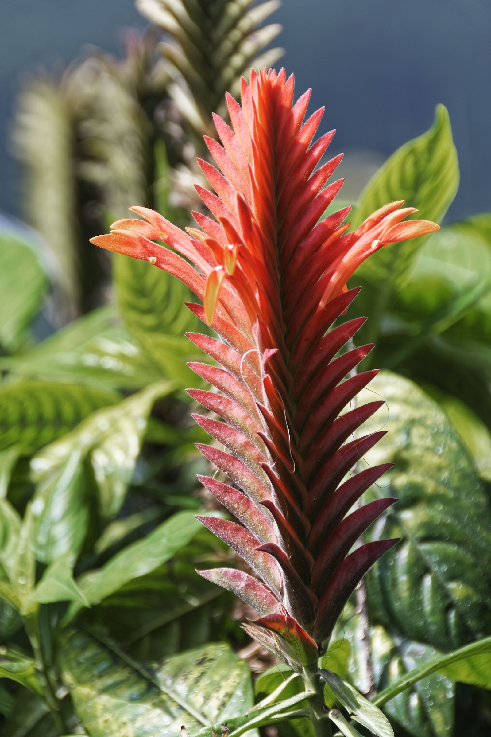 Nikon D500 sample photo. Colombia, tropical plant, flower photography