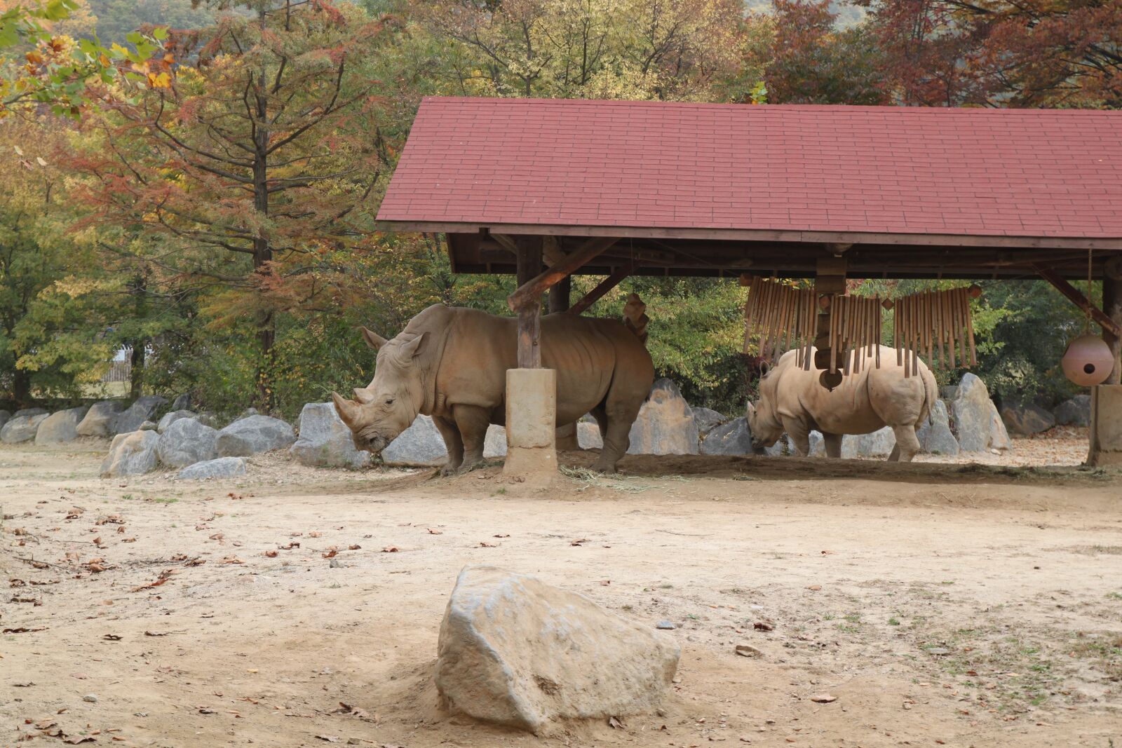 Canon EOS 500D (EOS Rebel T1i / EOS Kiss X3) sample photo. White rhinoceros, everland zoo photography