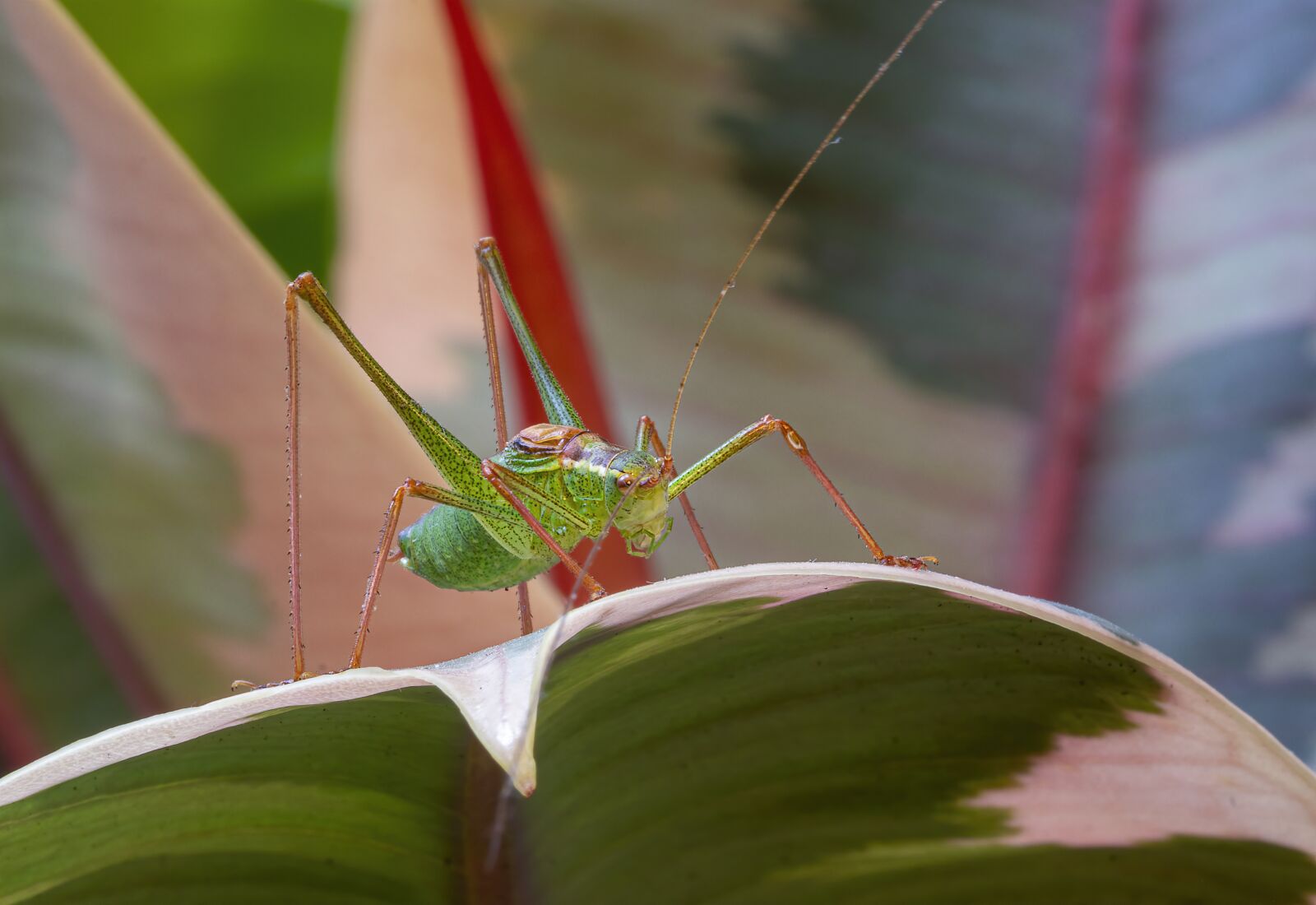 Canon EOS 800D (EOS Rebel T7i / EOS Kiss X9i) sample photo. Speckled-bush-cricket, tiny, insect photography