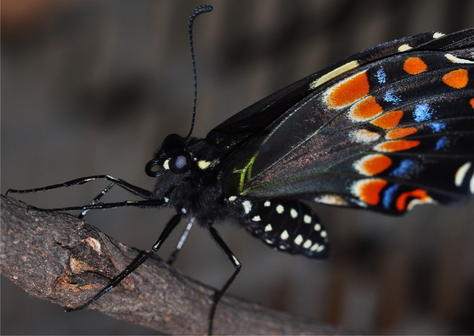 Nikon D90 sample photo. Butterfly, macro, insect photography