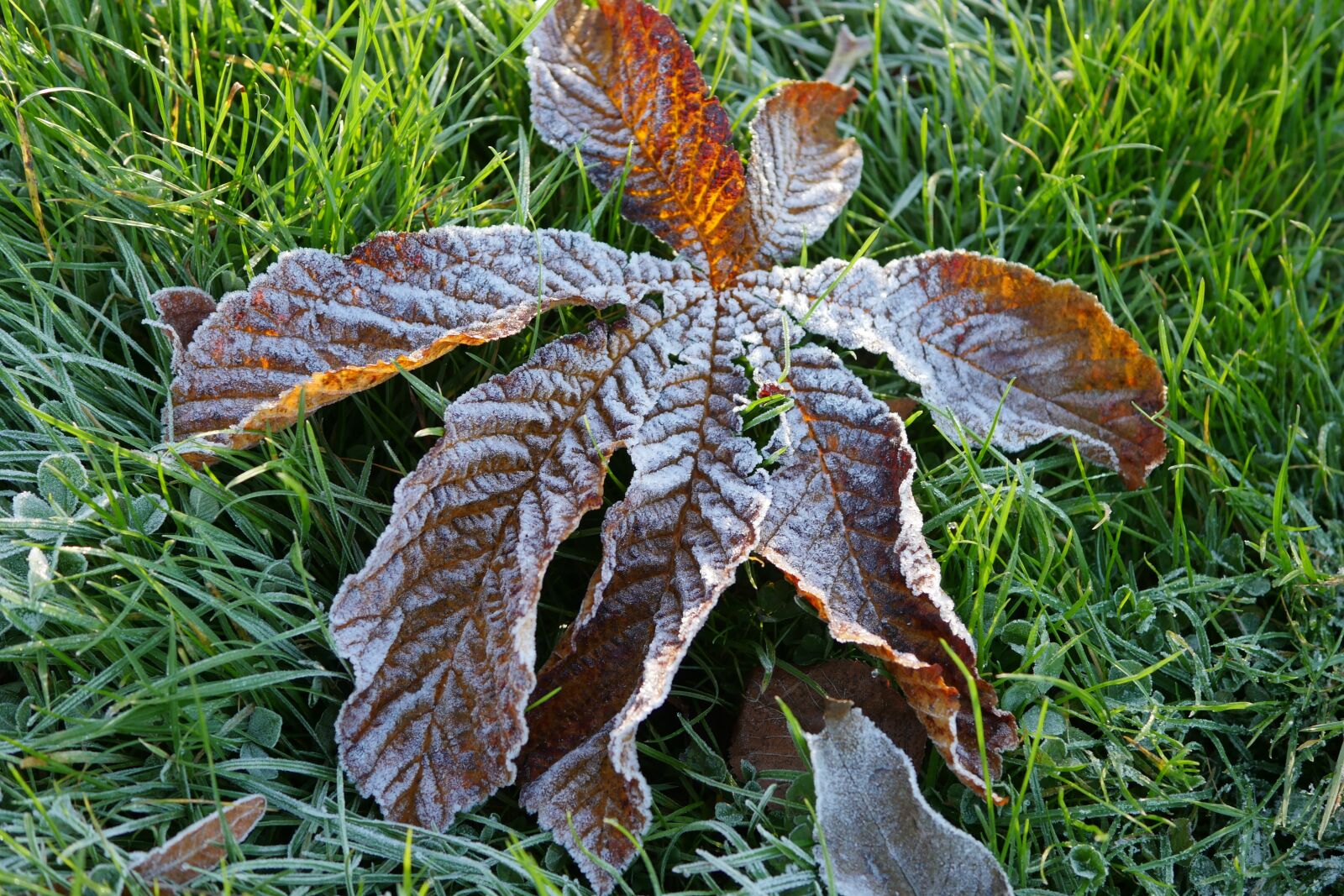 Panasonic Lumix DMC-GH4 sample photo. Frosty, chestnut, leaf photography
