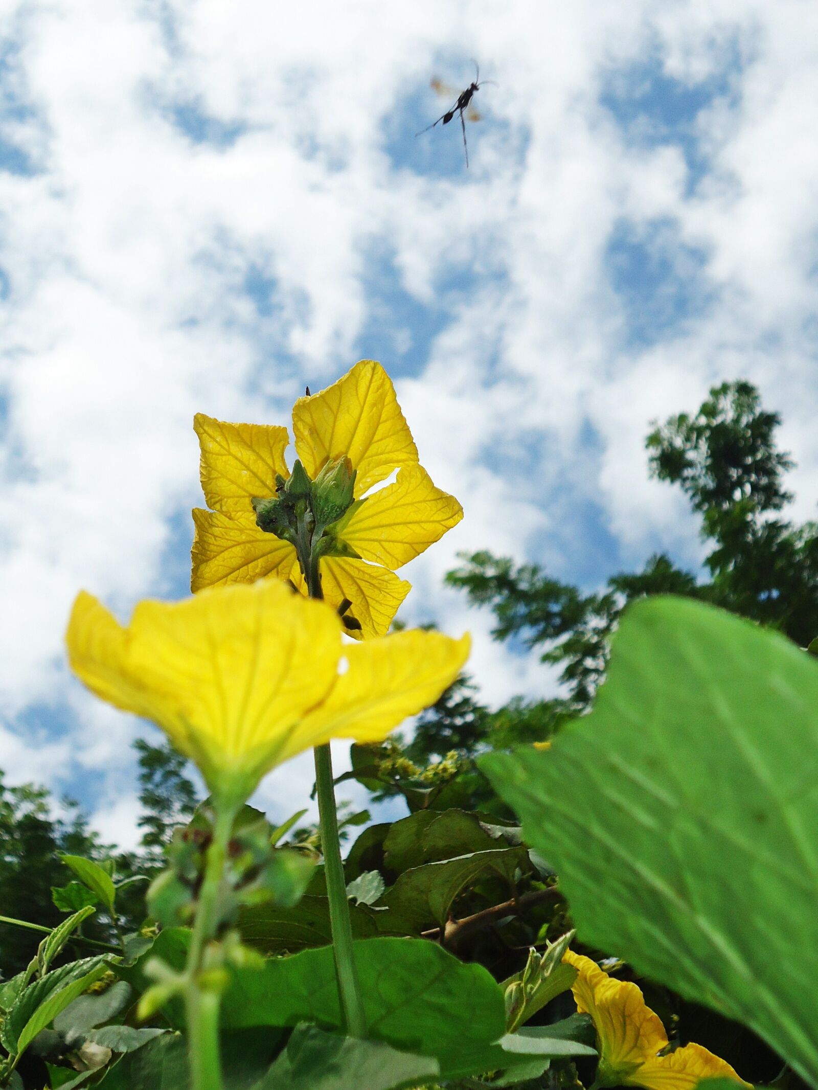 Sony DSC-W550 sample photo. Flower, sky, nature photography