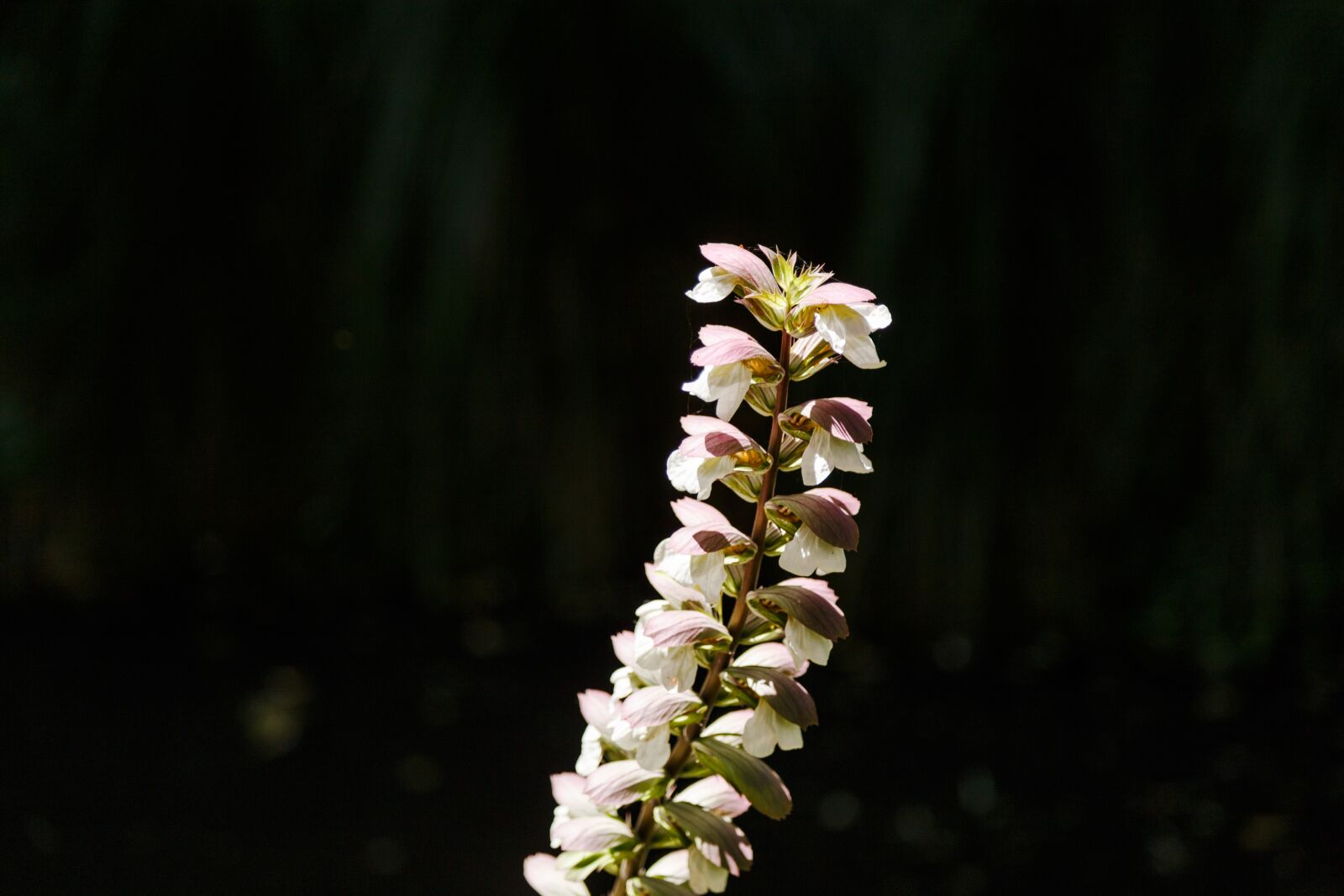 Canon EOS 6D + Canon EF 24-105mm F4L IS USM sample photo. Botanic, gardens, nature photography