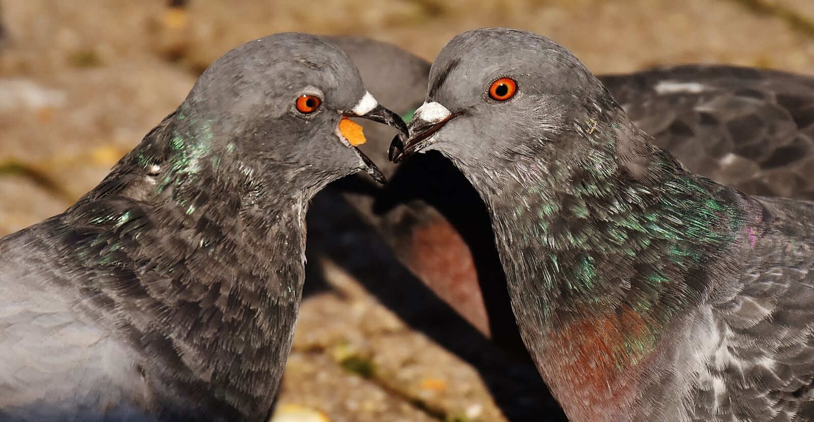 Nikon D7200 sample photo. City pigeons, pair, couple photography
