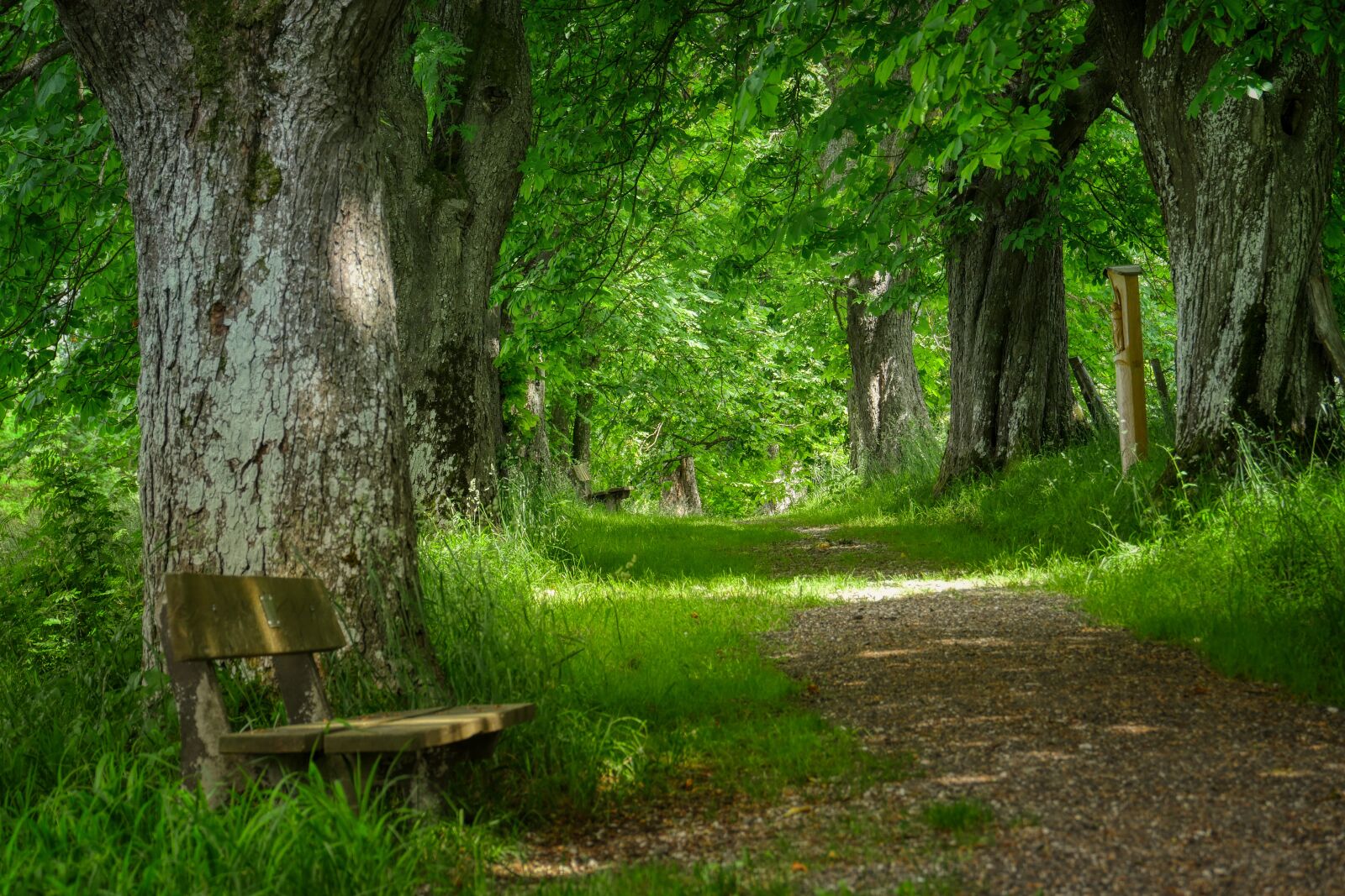 Panasonic Lumix DMC-GX8 sample photo. Away, hiking, nature photography