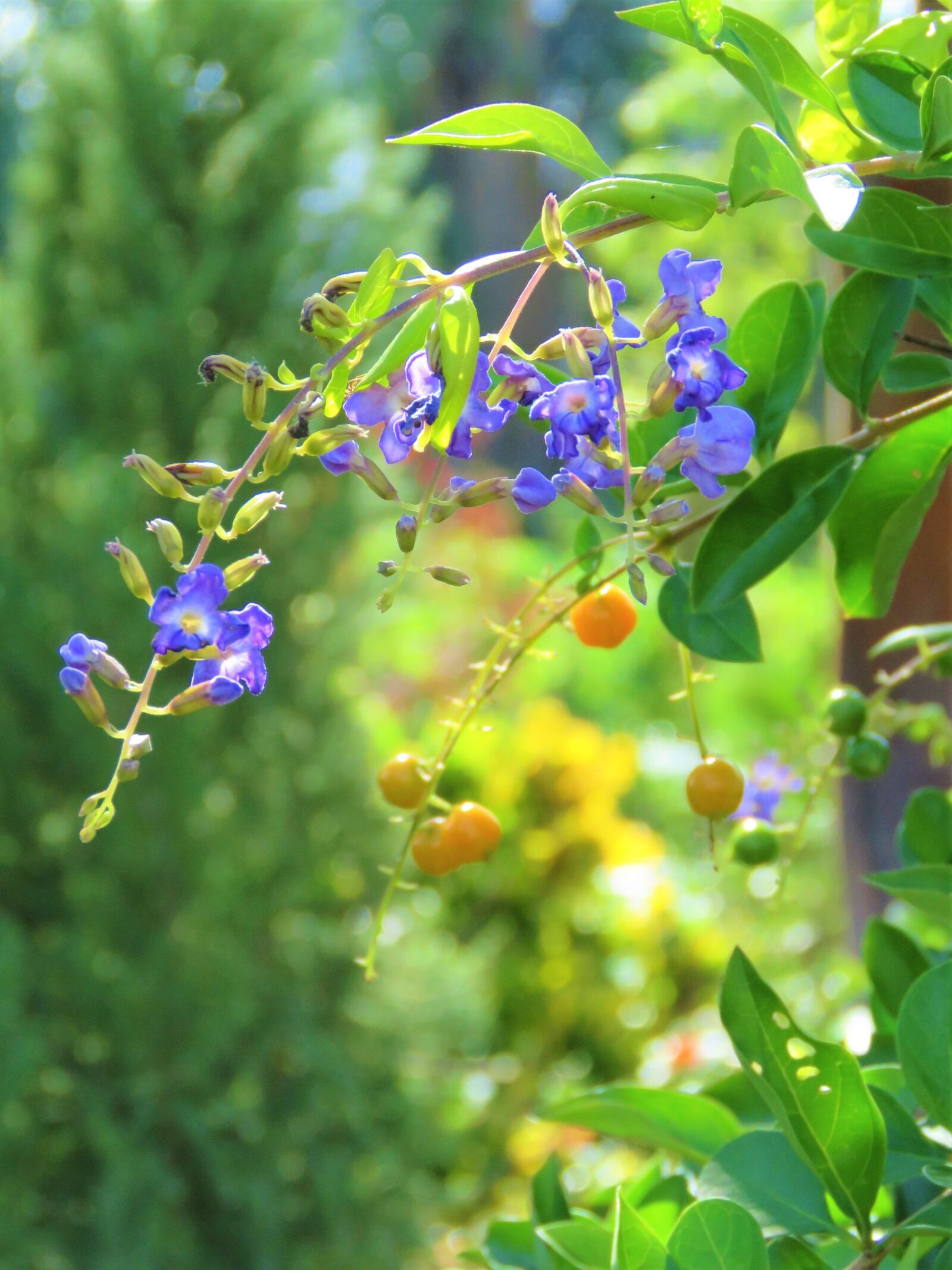 Canon PowerShot SX60 HS sample photo. Garden, scenery, flowers photography