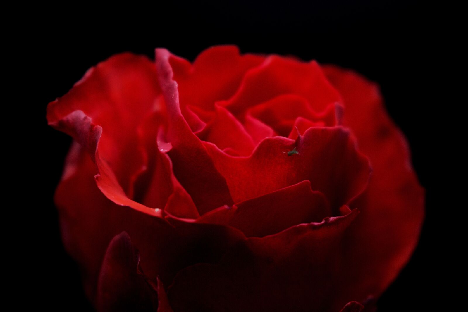 Canon EOS 750D (EOS Rebel T6i / EOS Kiss X8i) sample photo. Flower, petal, stem photography