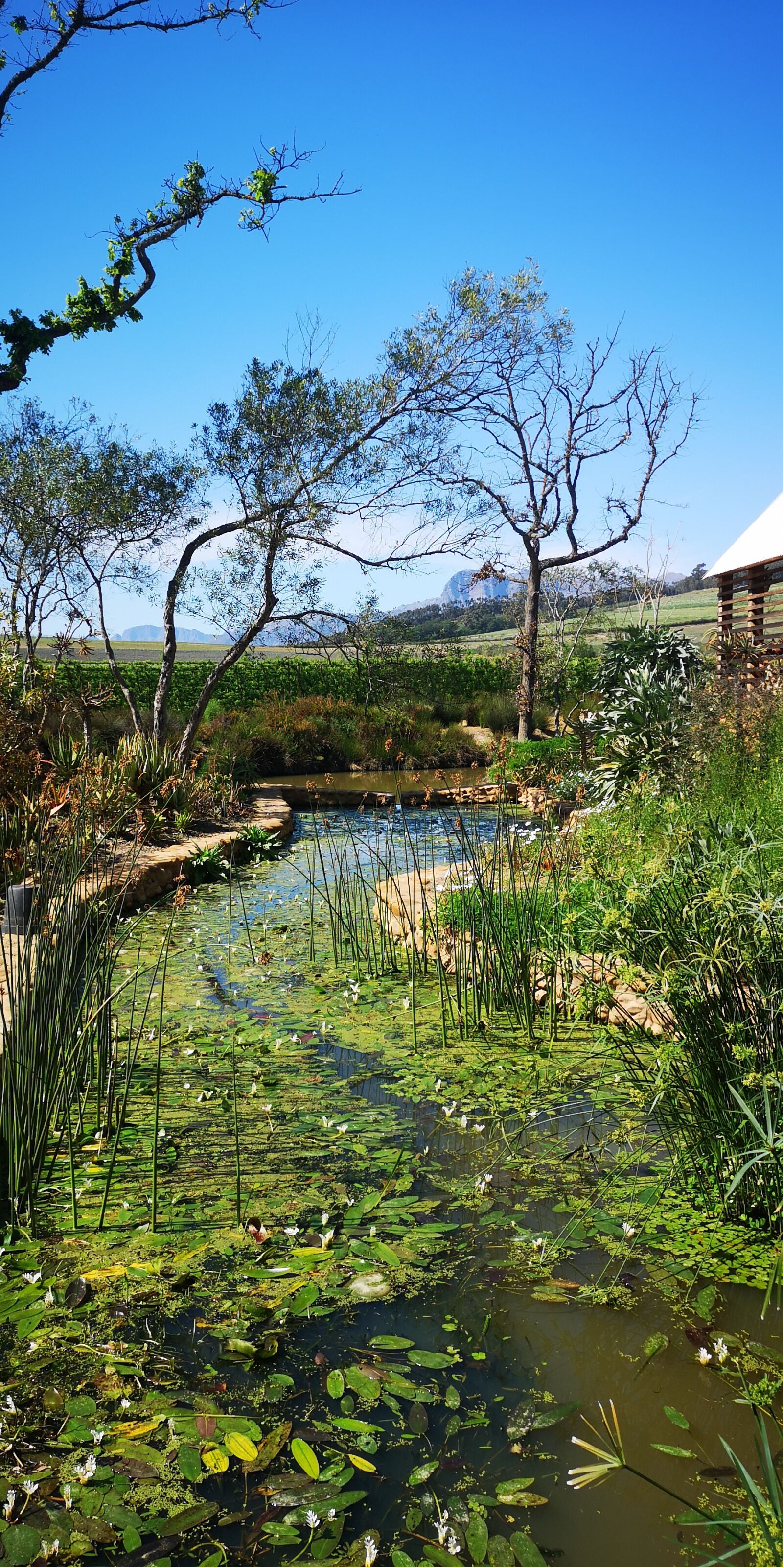 HUAWEI CLT-L09 sample photo. South africa, landscape, garden photography