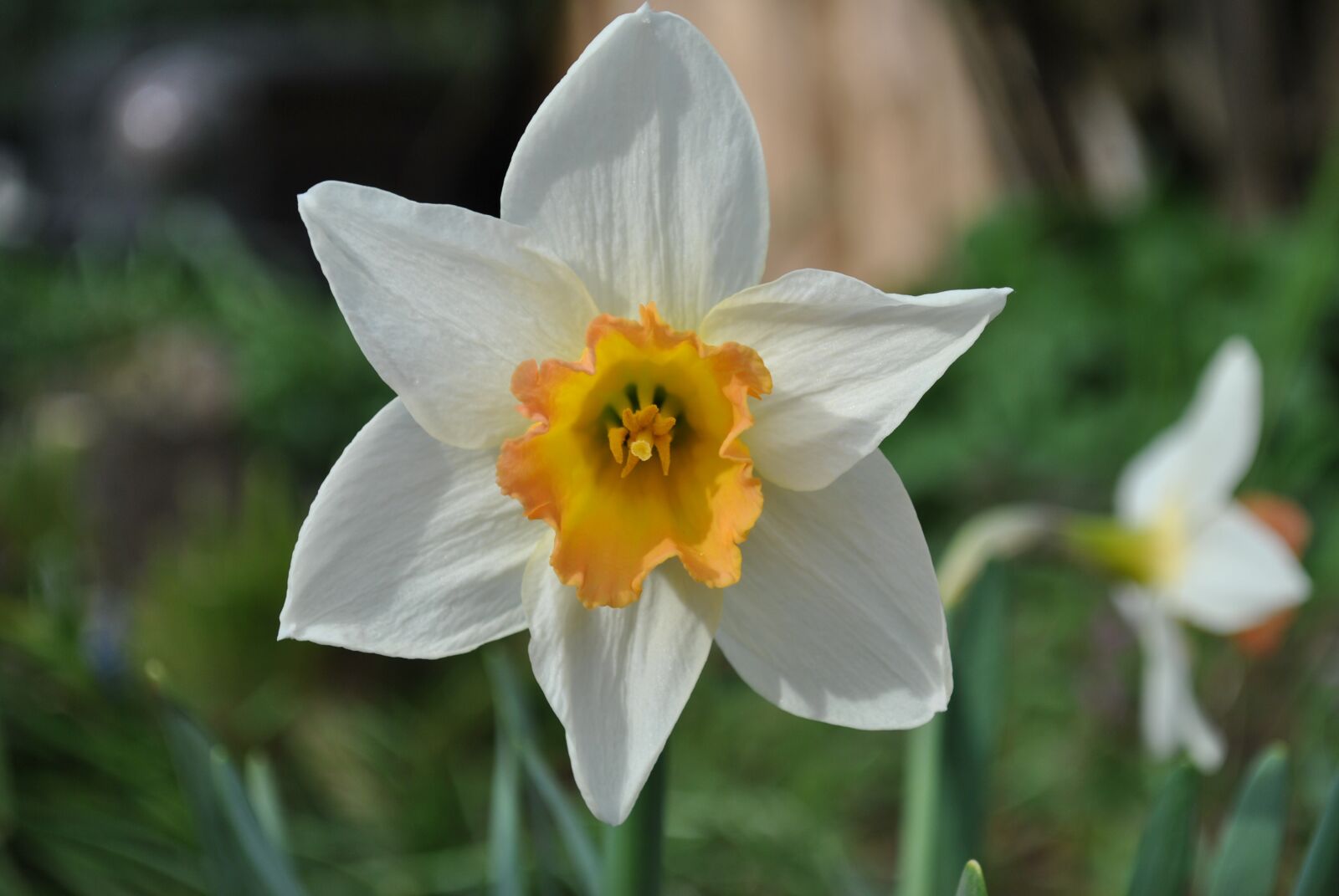 Nikon D3000 sample photo. Flower, nature, narcissus photography