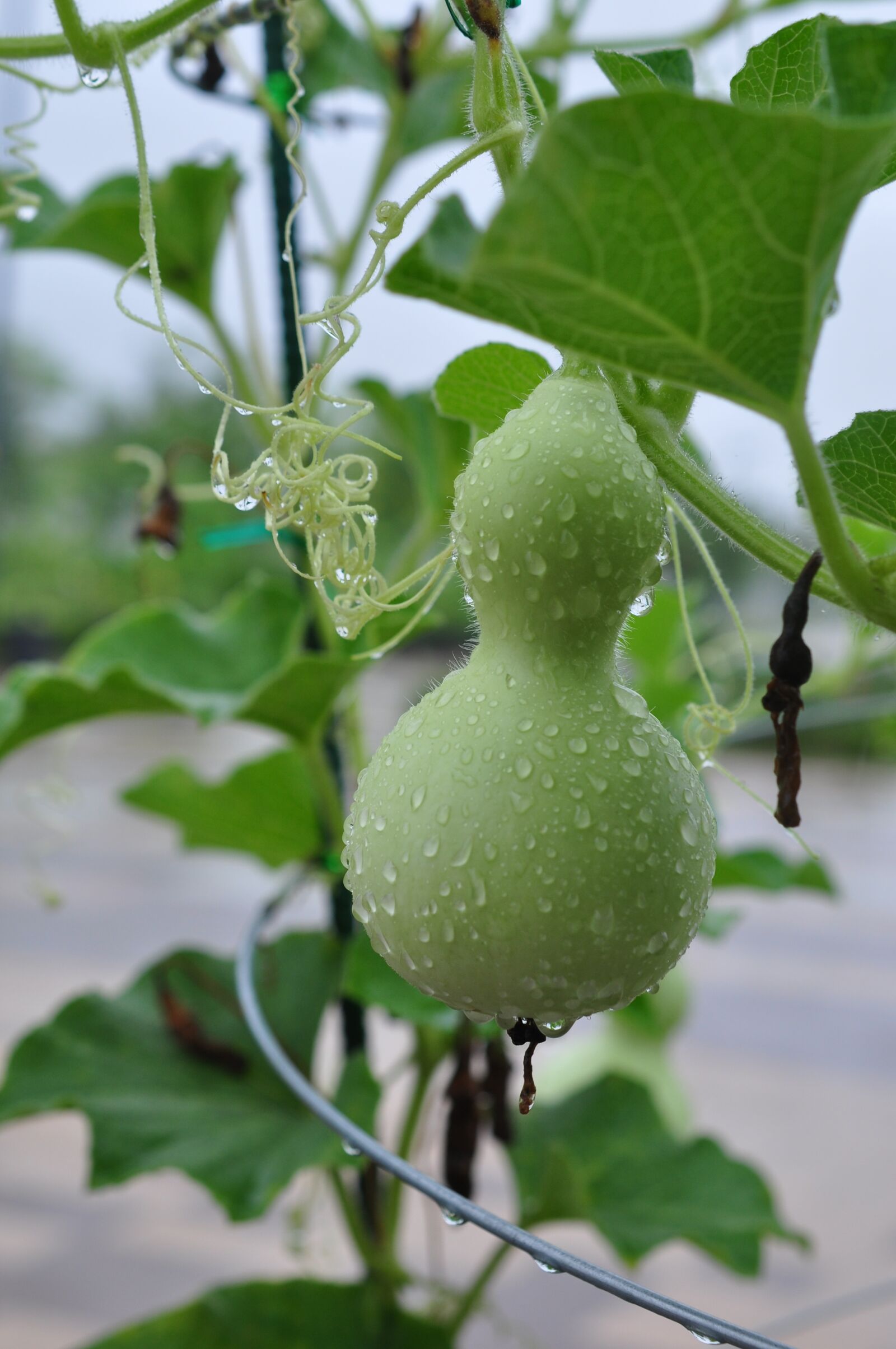 Nikon D90 sample photo. Gourd, green, han river photography