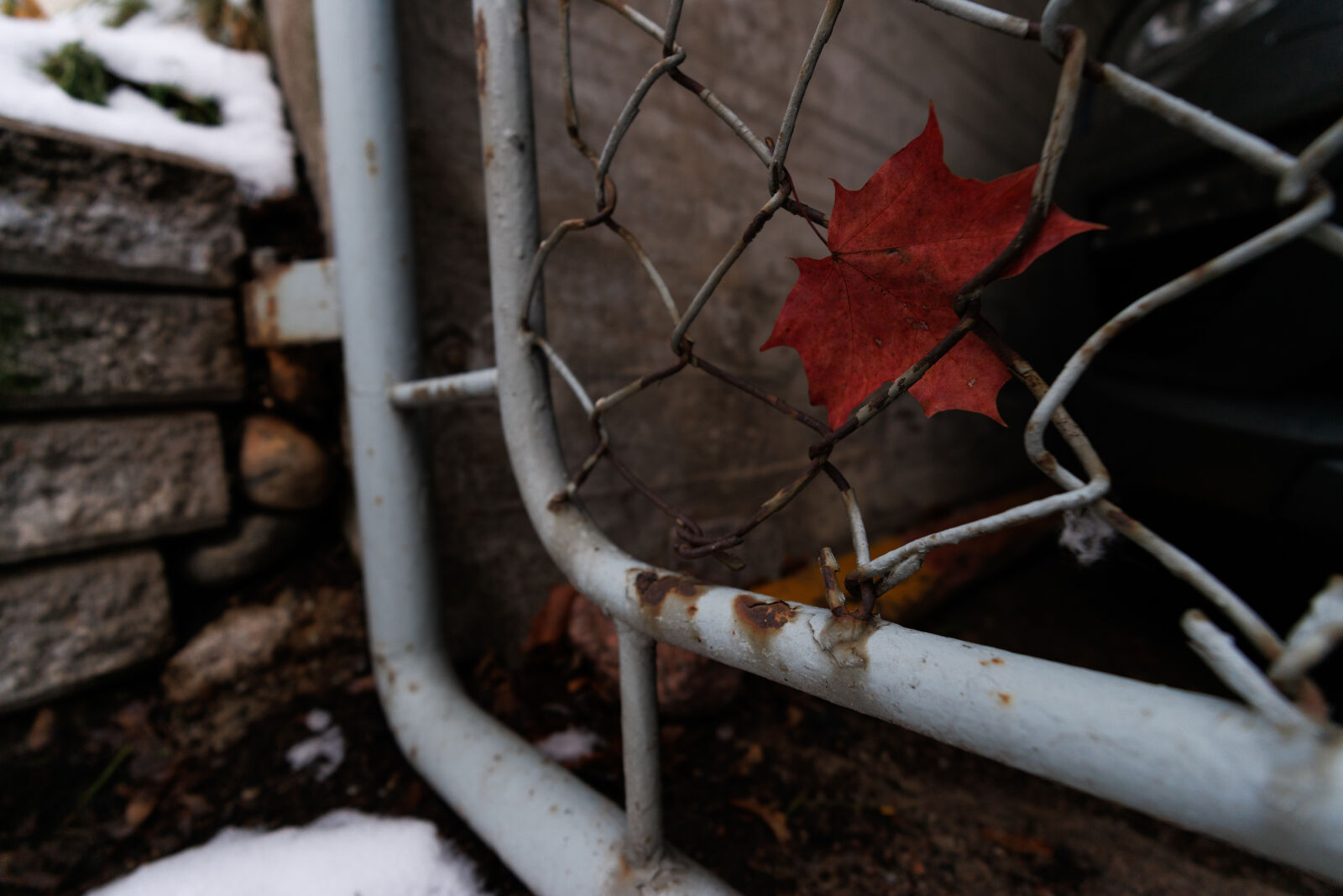 Canon EOS R7 sample photo. Last season leaf 10mm photography