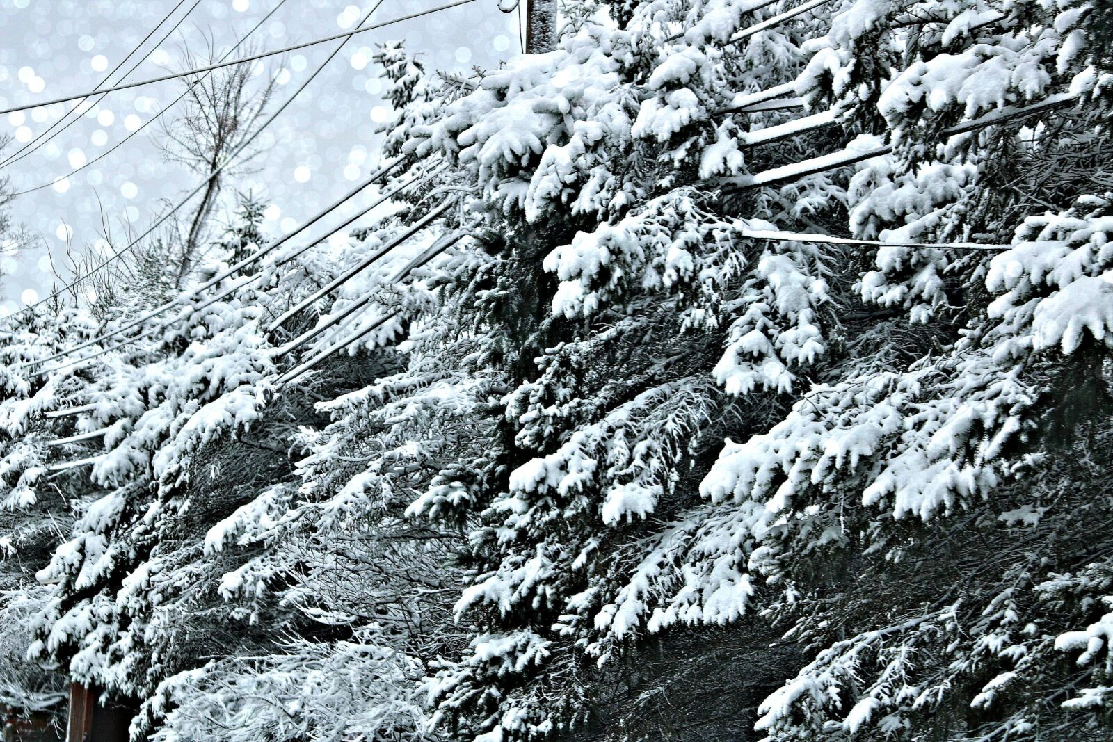 Canon EOS 750D (EOS Rebel T6i / EOS Kiss X8i) + Canon EF 70-300mm F4-5.6 IS USM sample photo. Storm, snow, 2019 photography