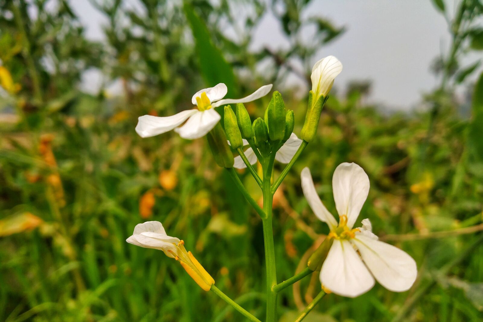 Xiaomi Redmi Note 5 Pro sample photo. Flower background, beautiful flower photography