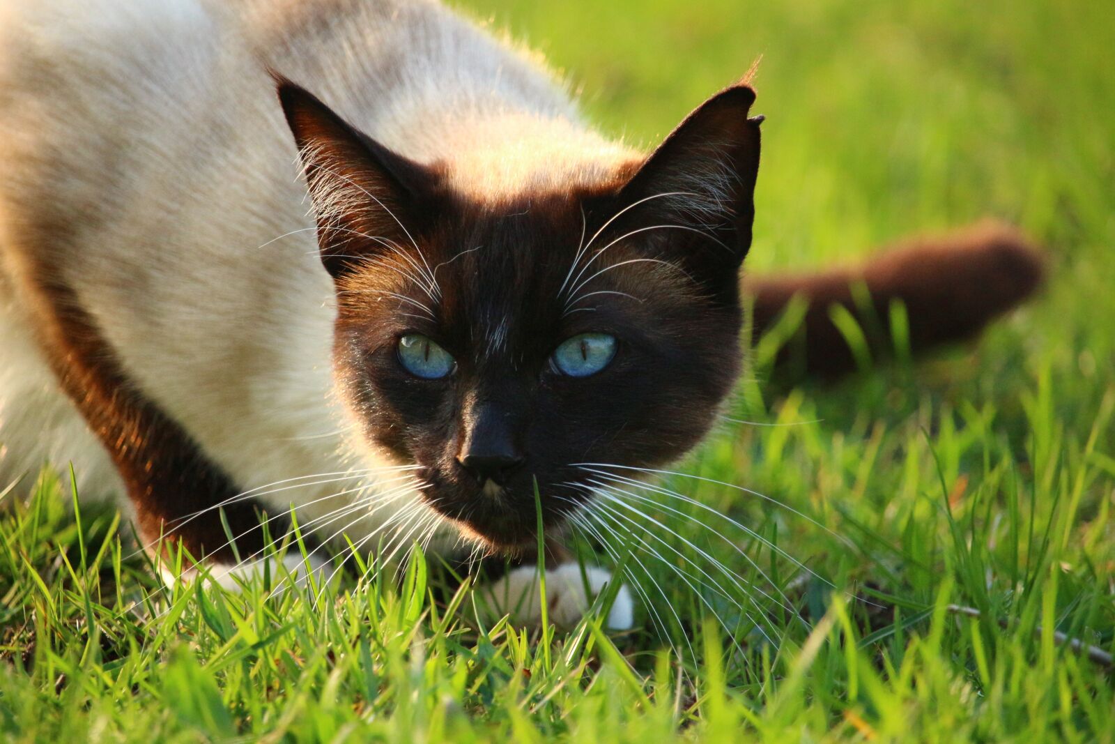 Canon EOS 100D (EOS Rebel SL1 / EOS Kiss X7) sample photo. Cat, mieze, kitten photography